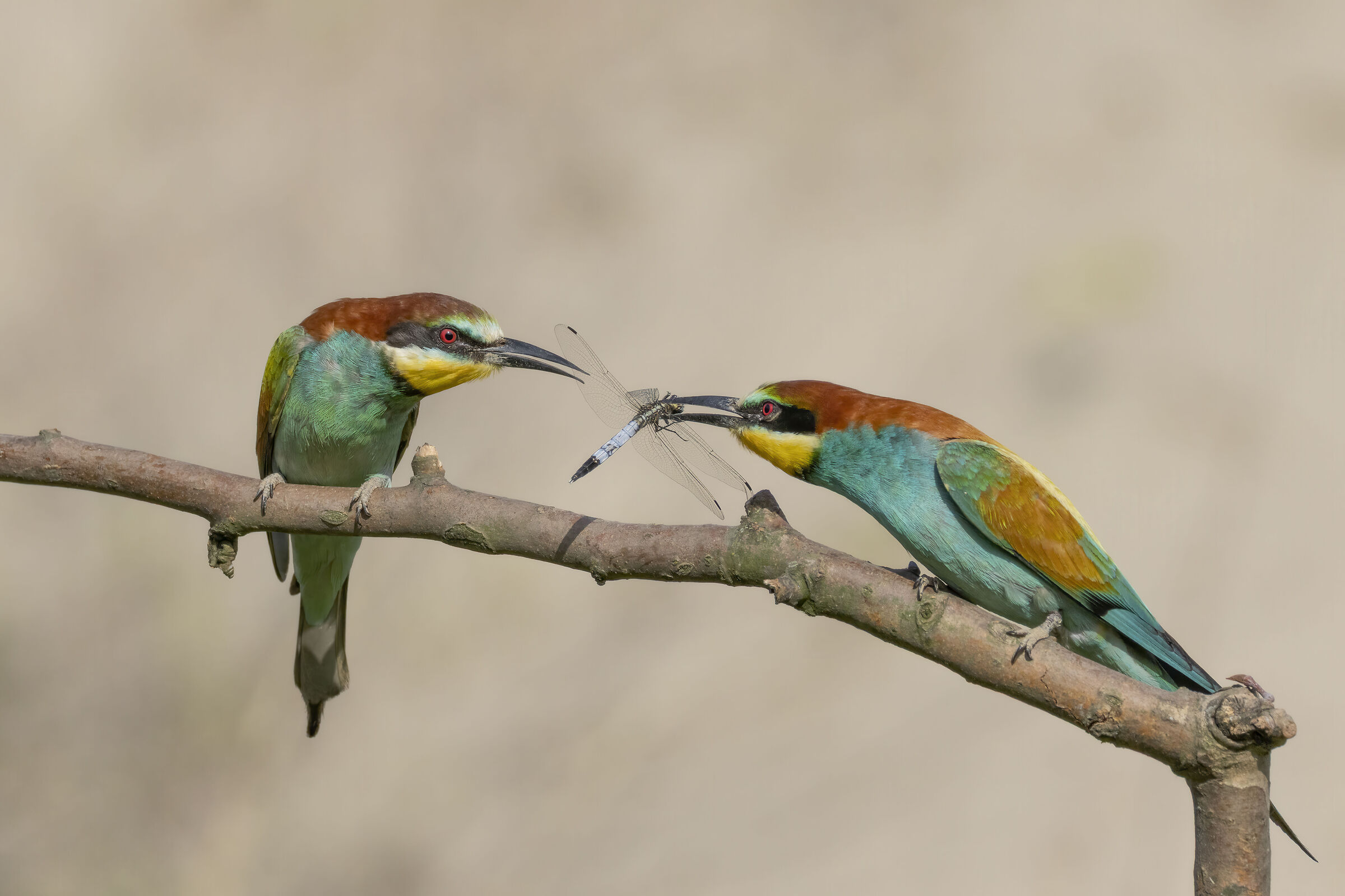 Bee-eaters