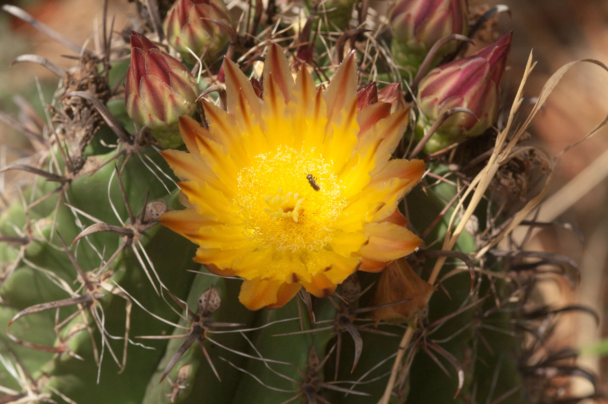 Fiore di ferocactus