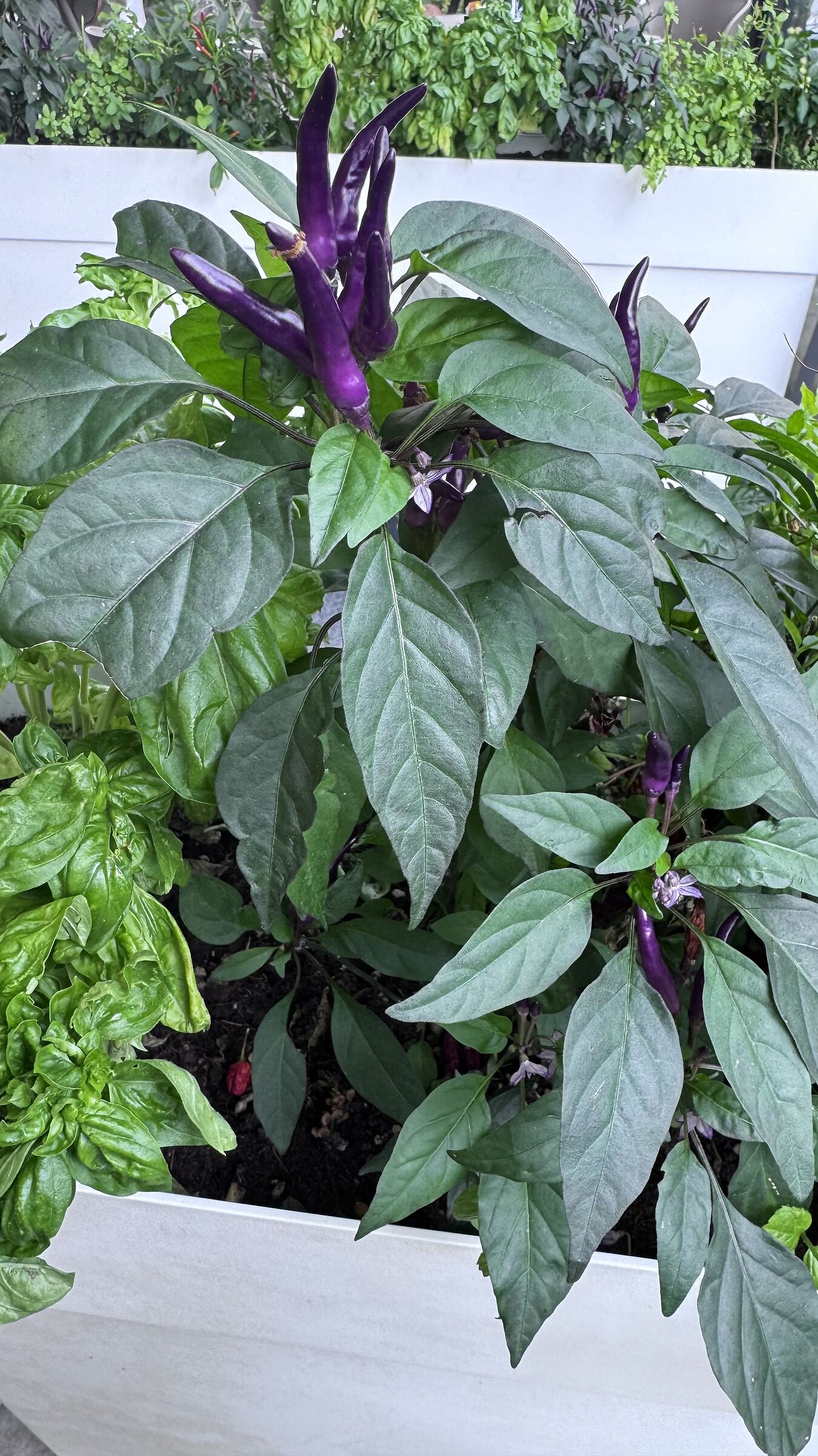 peperoncino viola
