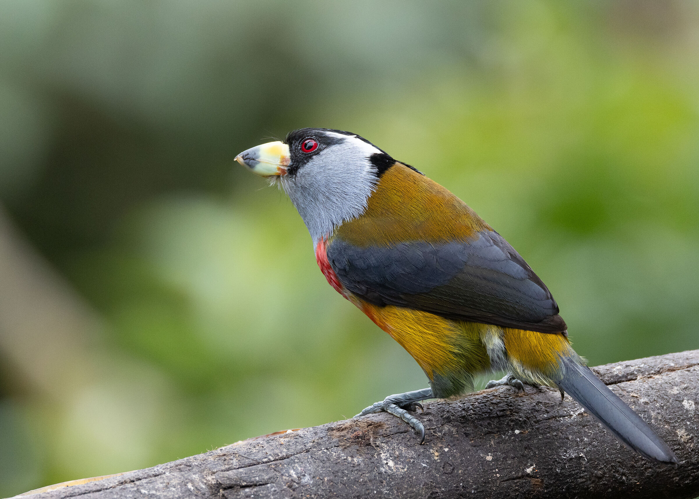Barbetto Tucano