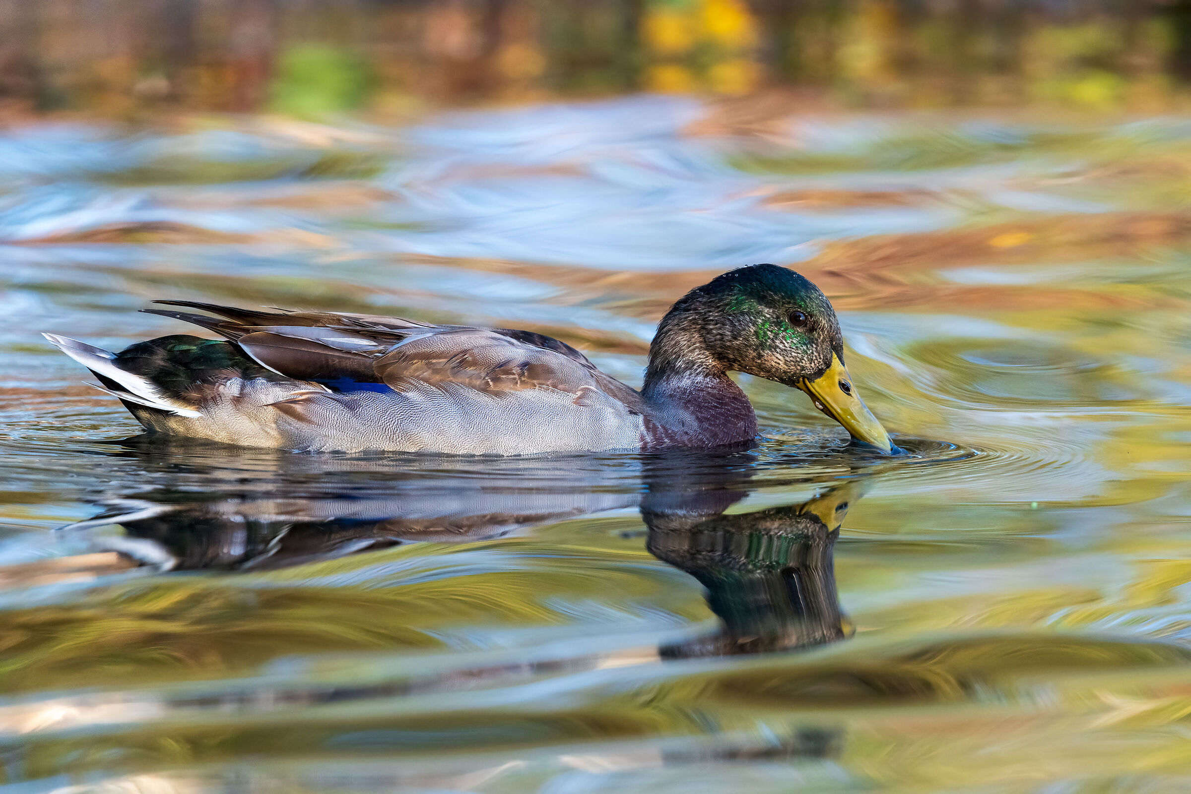 Paperella nella luce del mattino