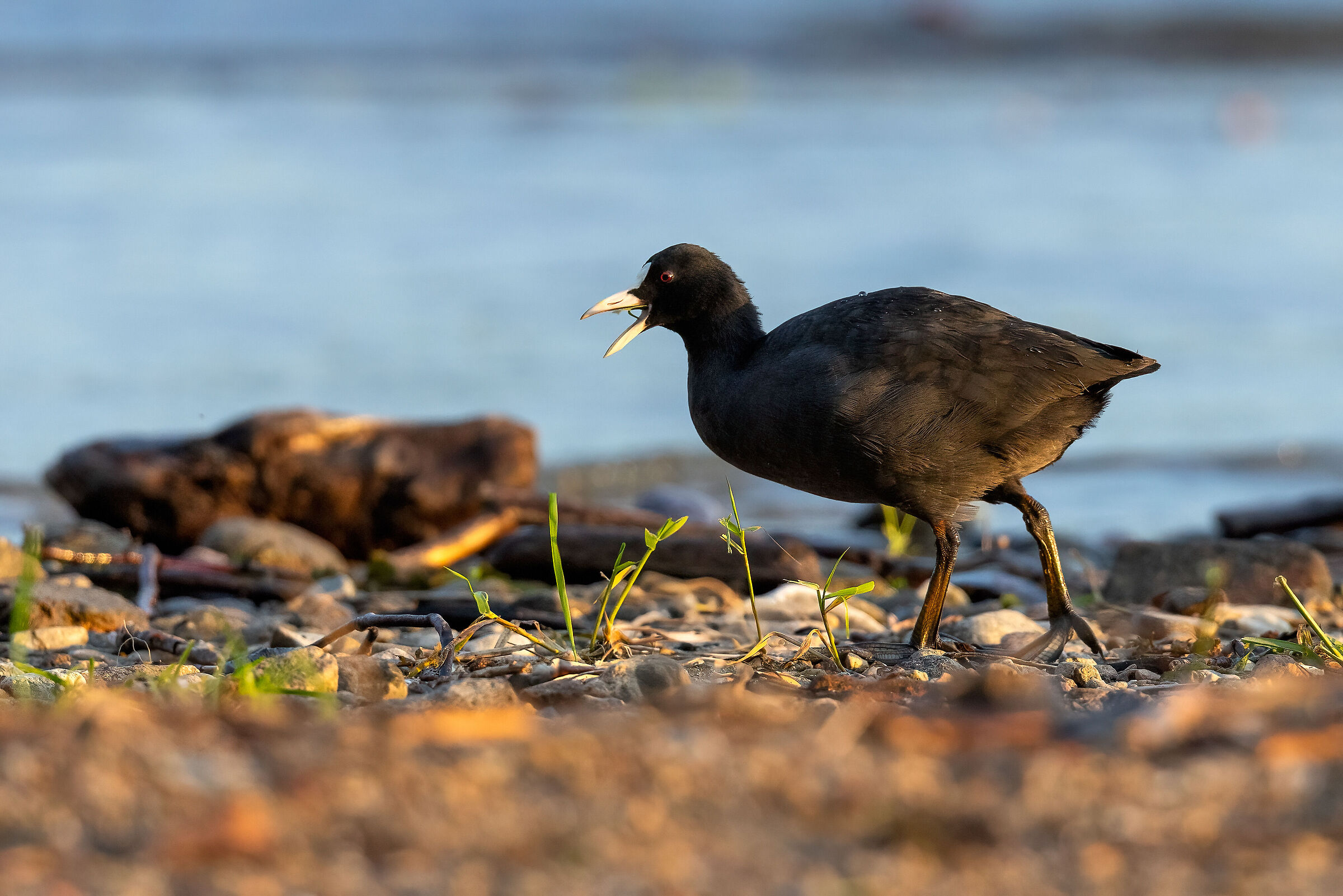 Folaga all'alba alla foce del Vevera