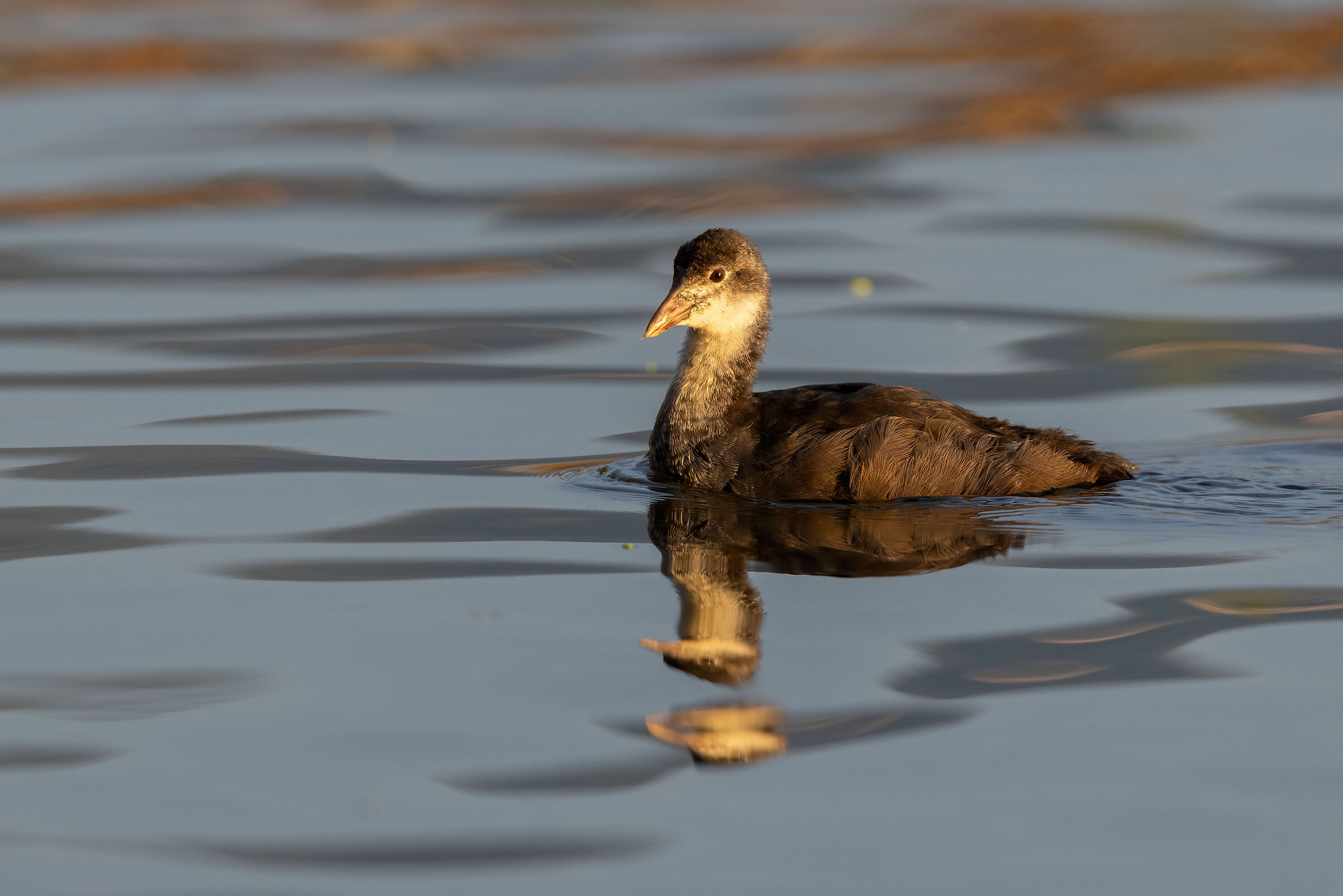 Forse un tuffetto? o una folaga giovane?
