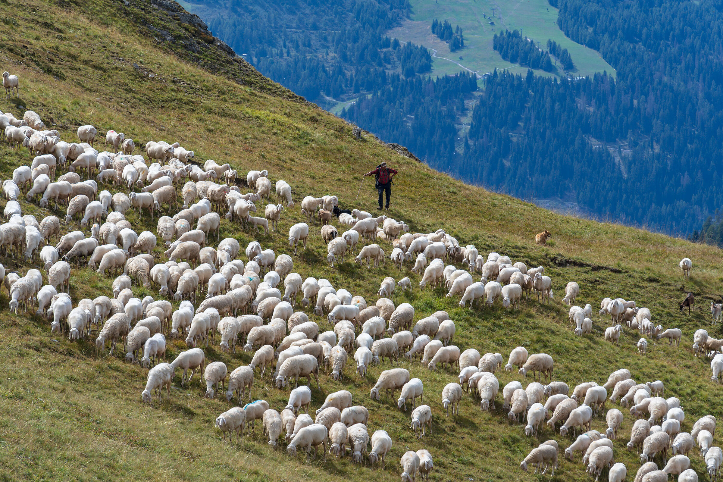 Pascoli d'alta quota