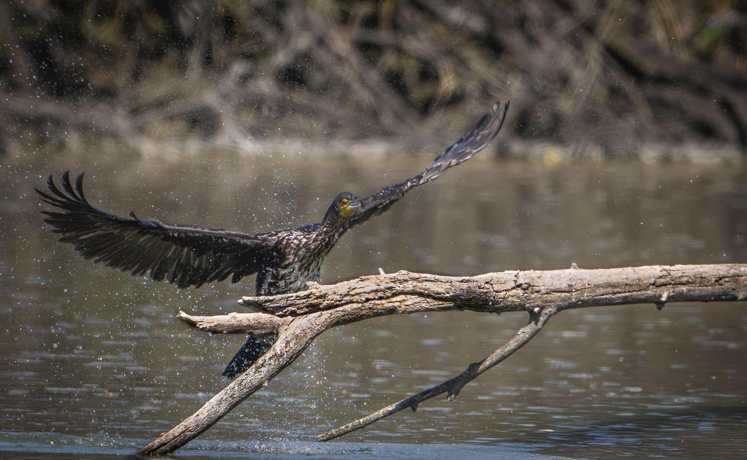 Cormorant
