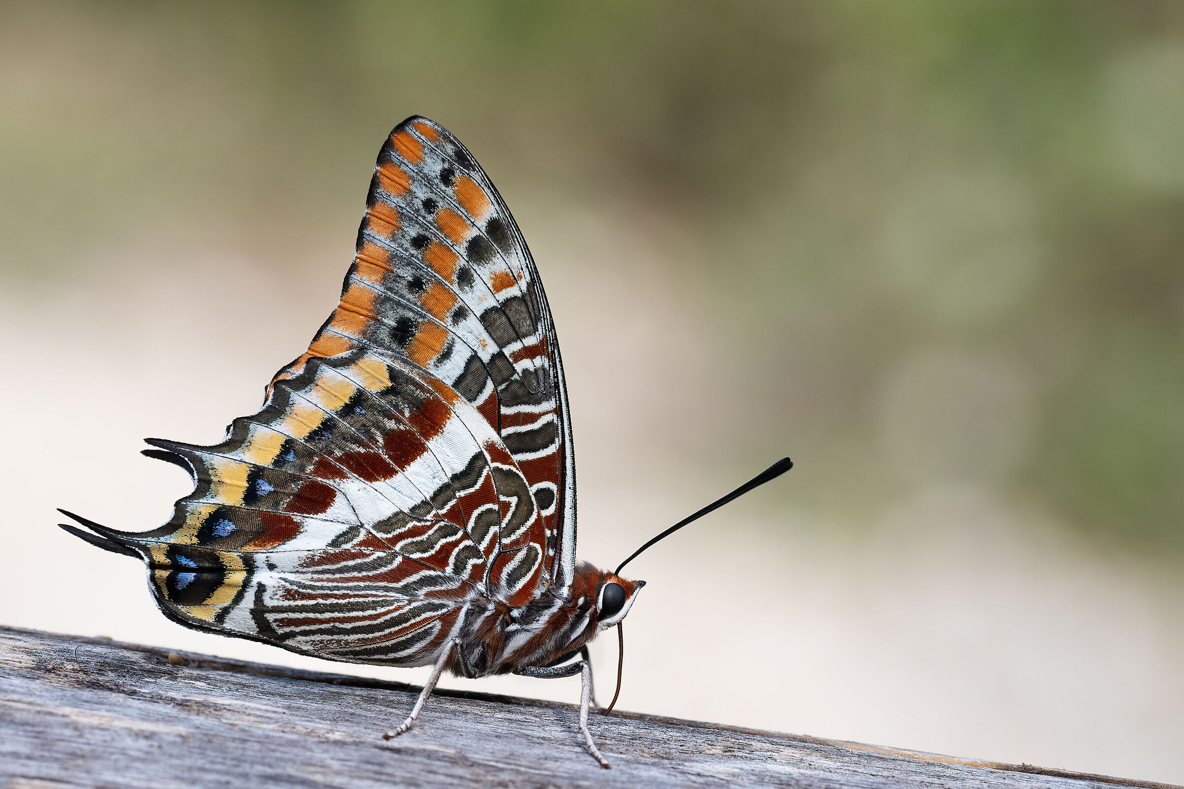 Strawberry tree nymph