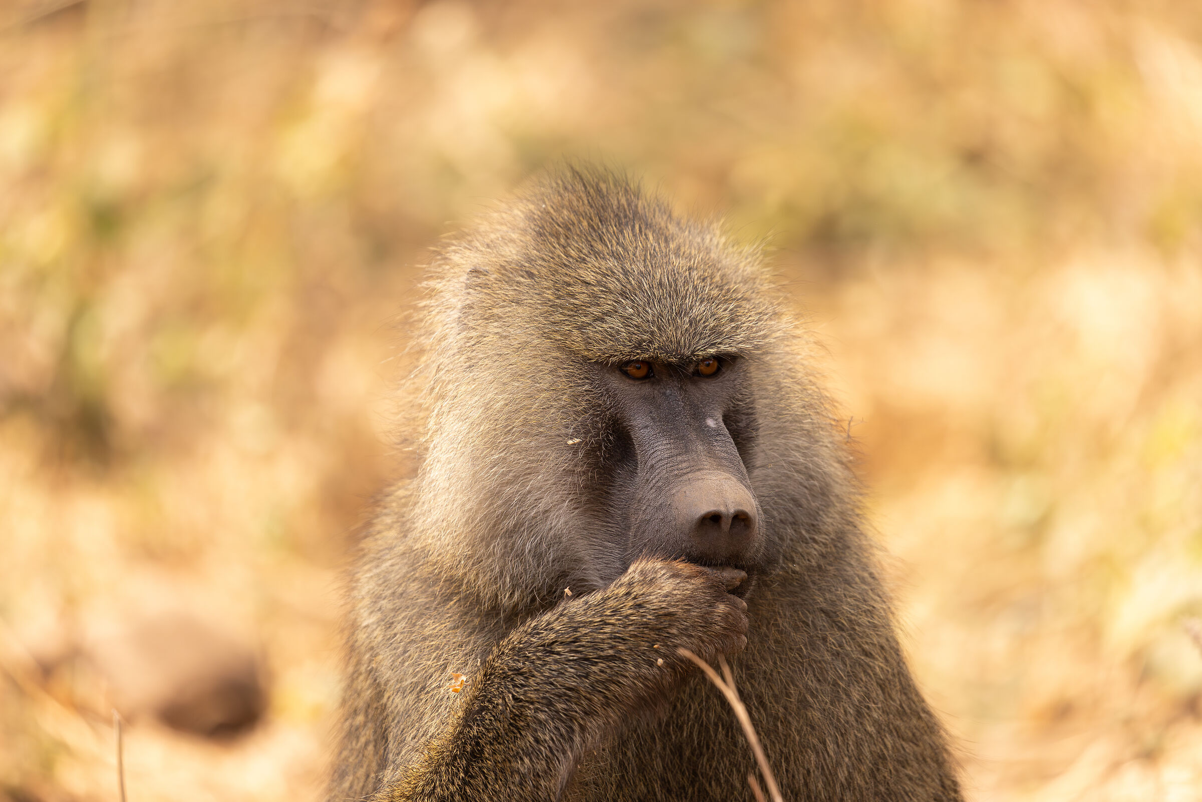 Monkey Lake Manyara