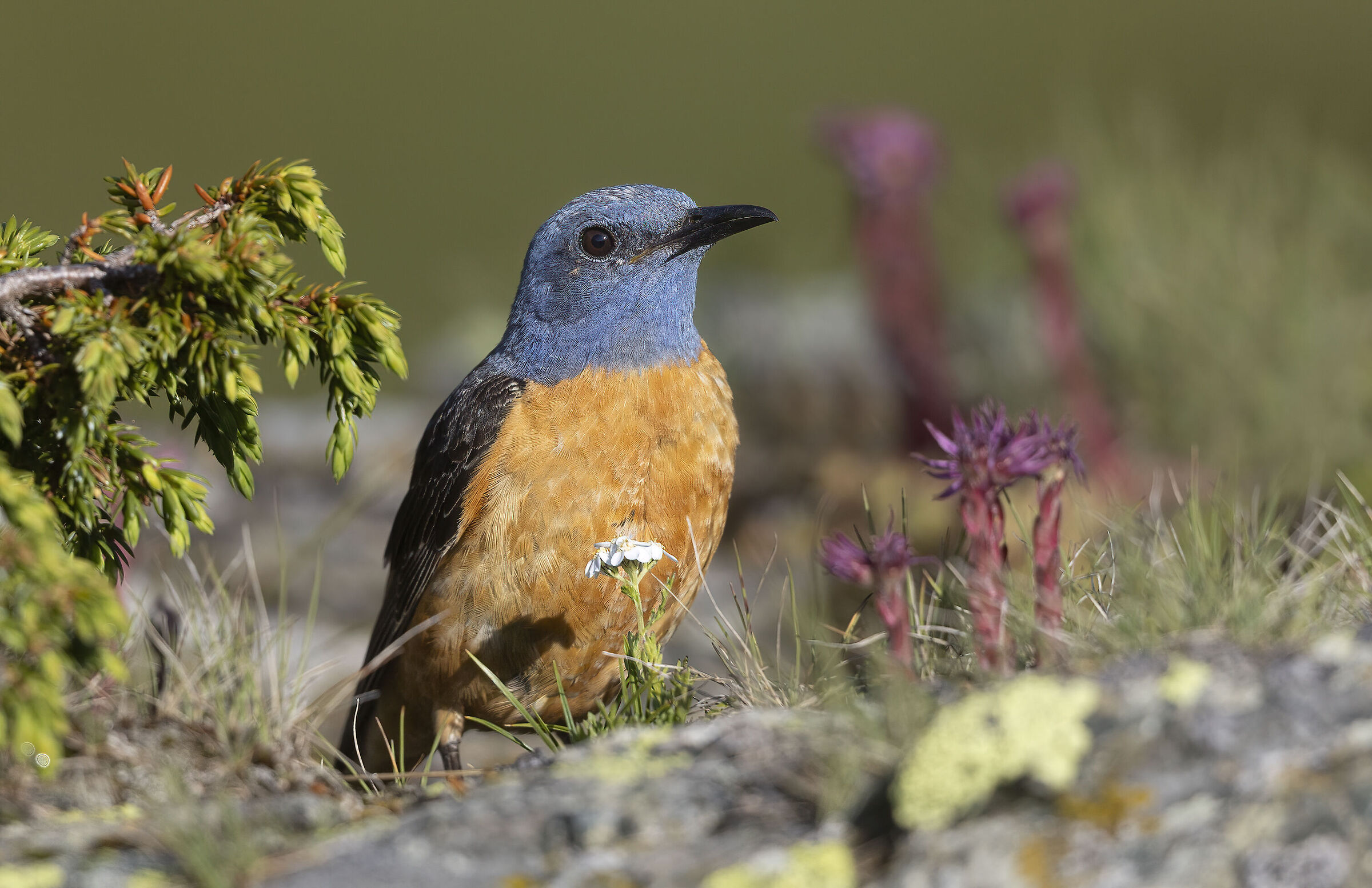Redstart full livery July 2025