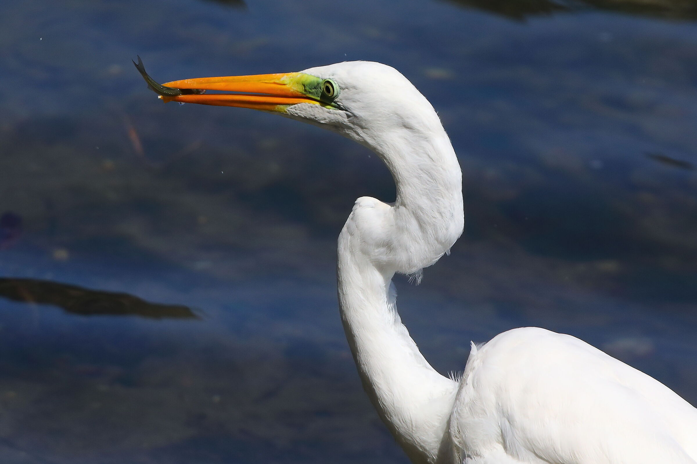 Airone BM settembre 2025 - 0072