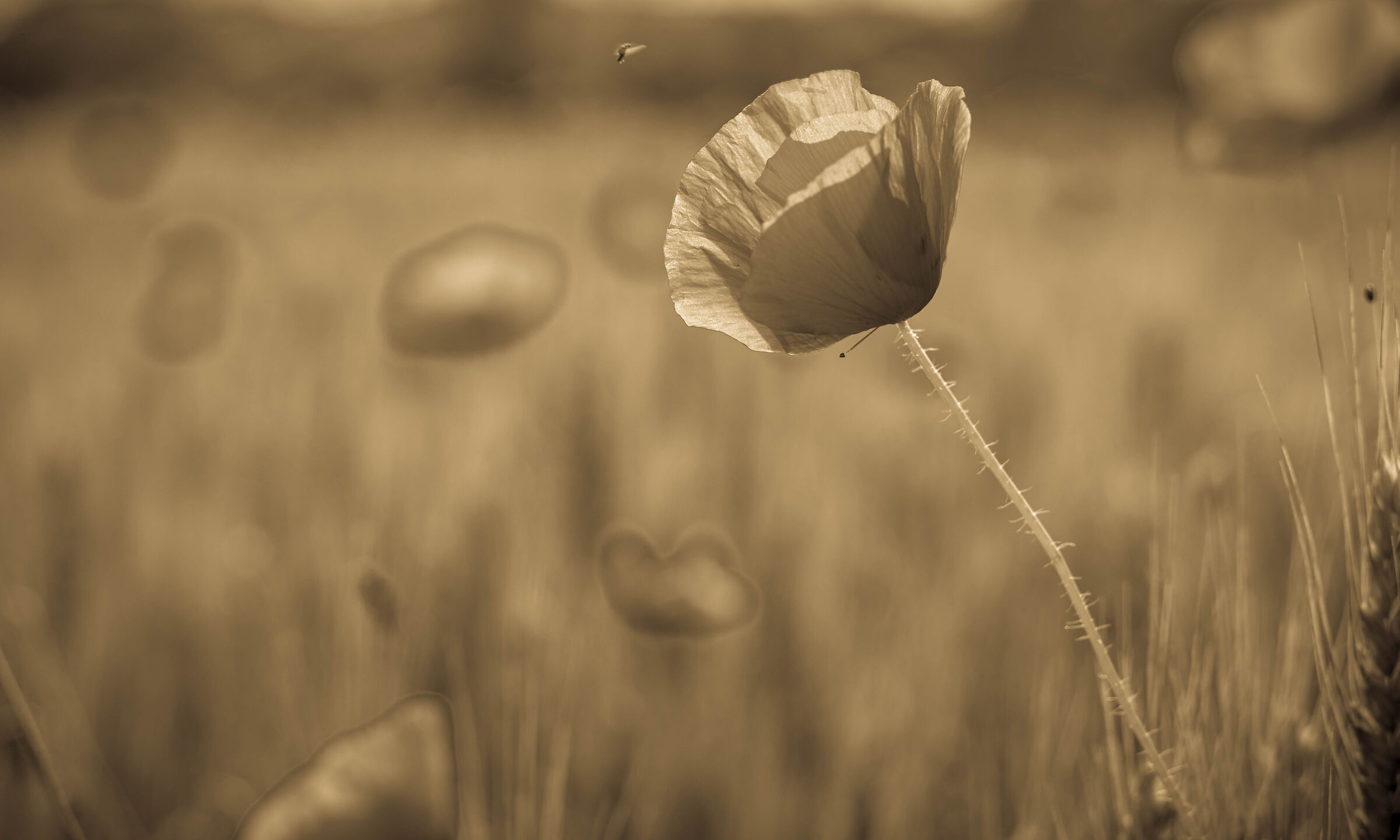warm wind