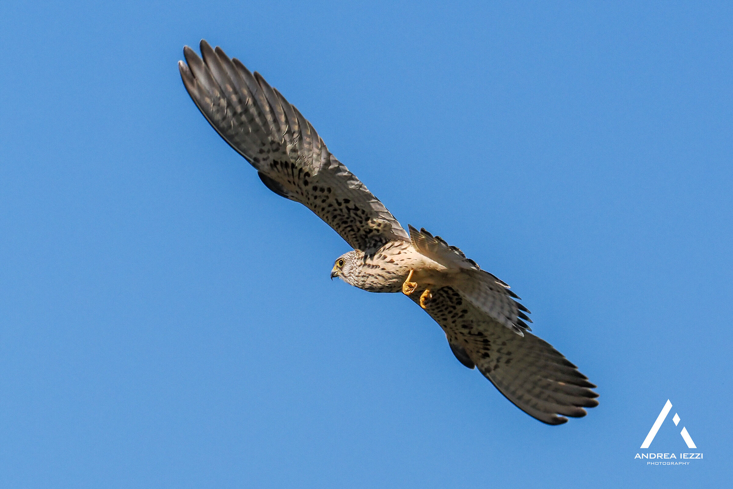 Lesser Kestrel, Falco naumanni