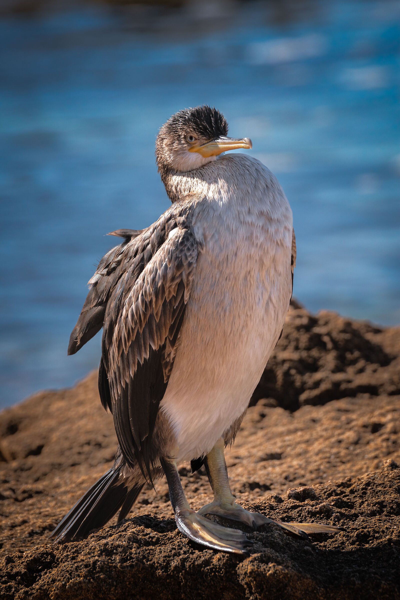 Incontri ravvicinati