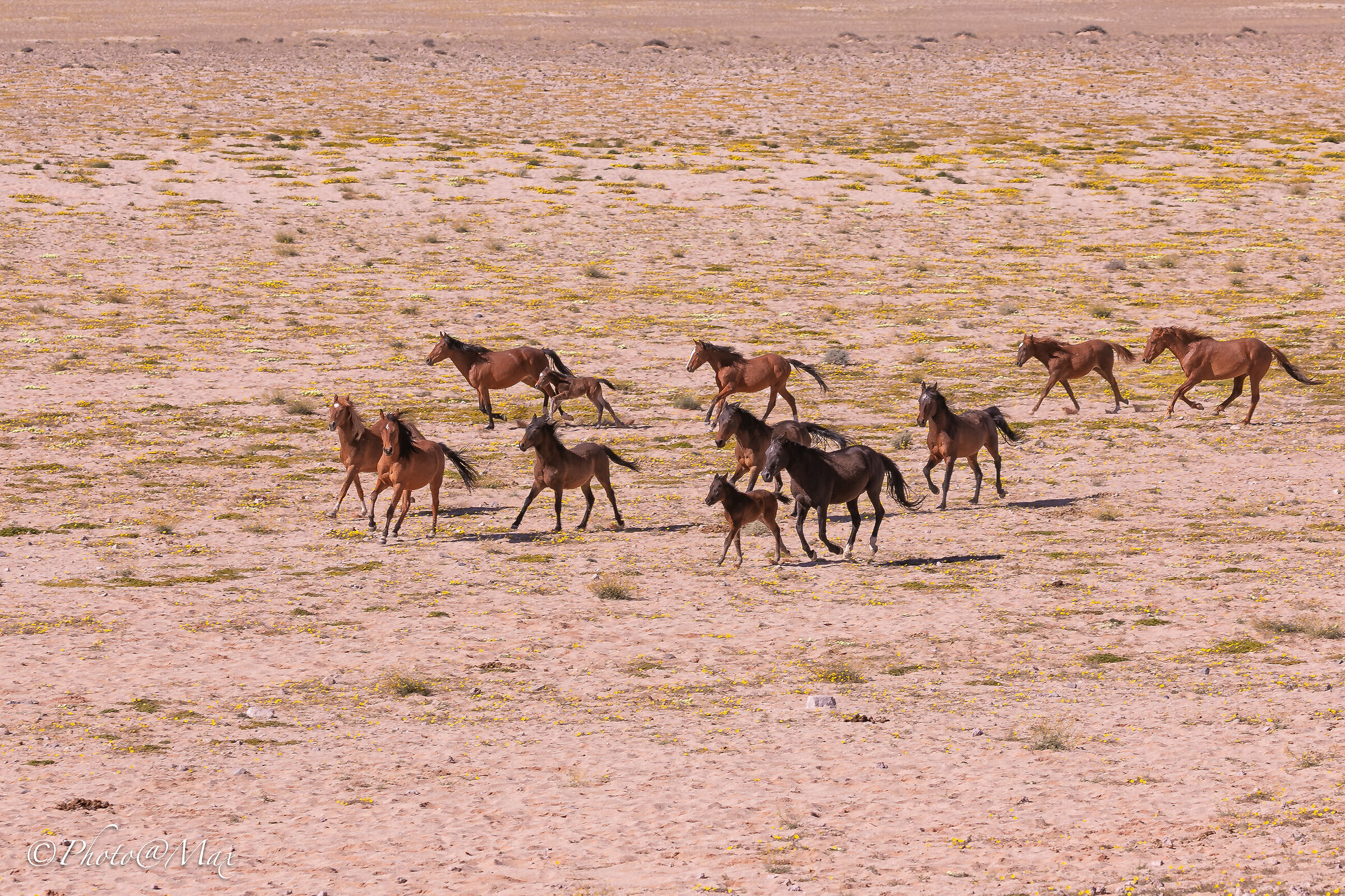 Wild horses
