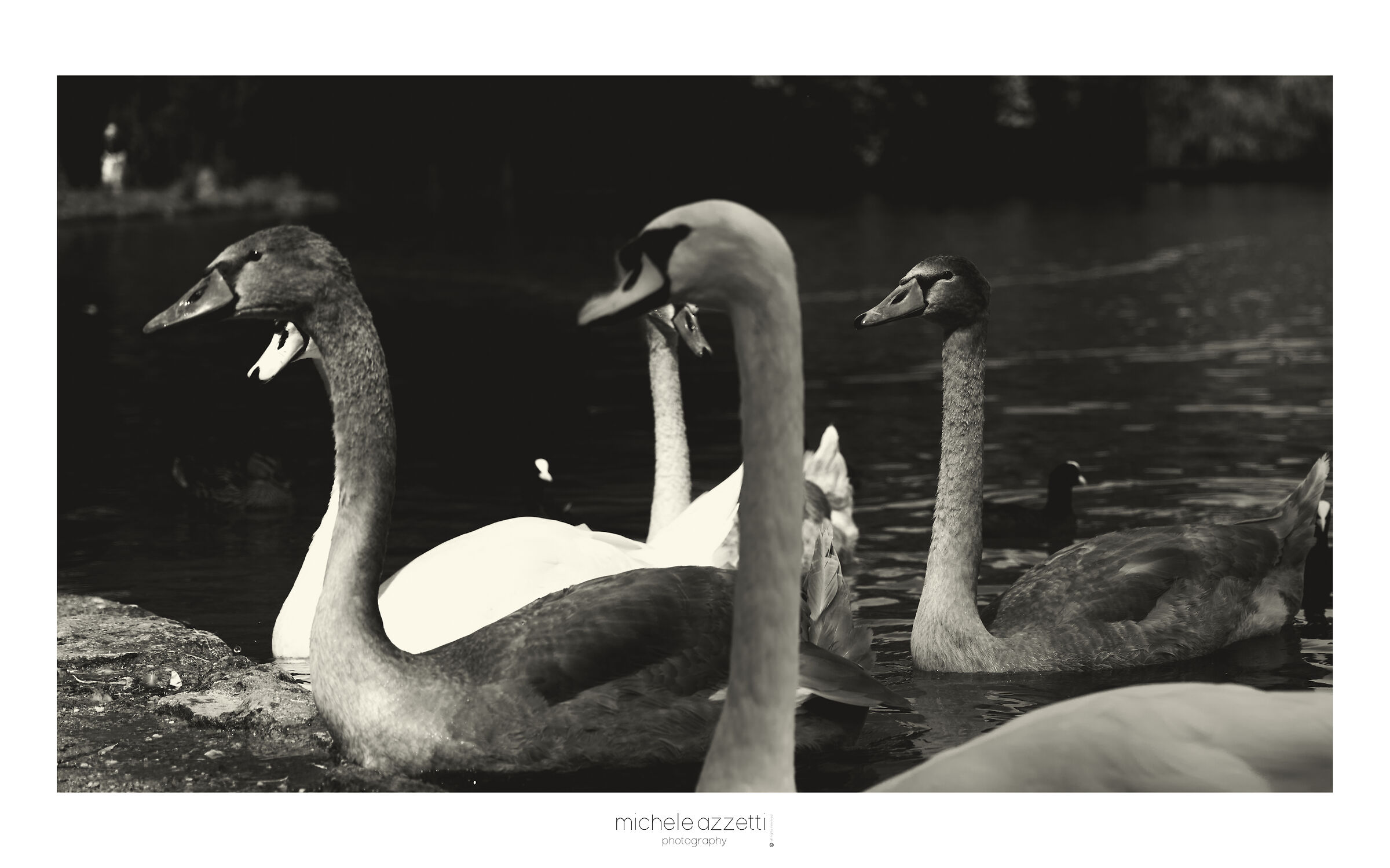 The swans of the Englischer Garten in Munich