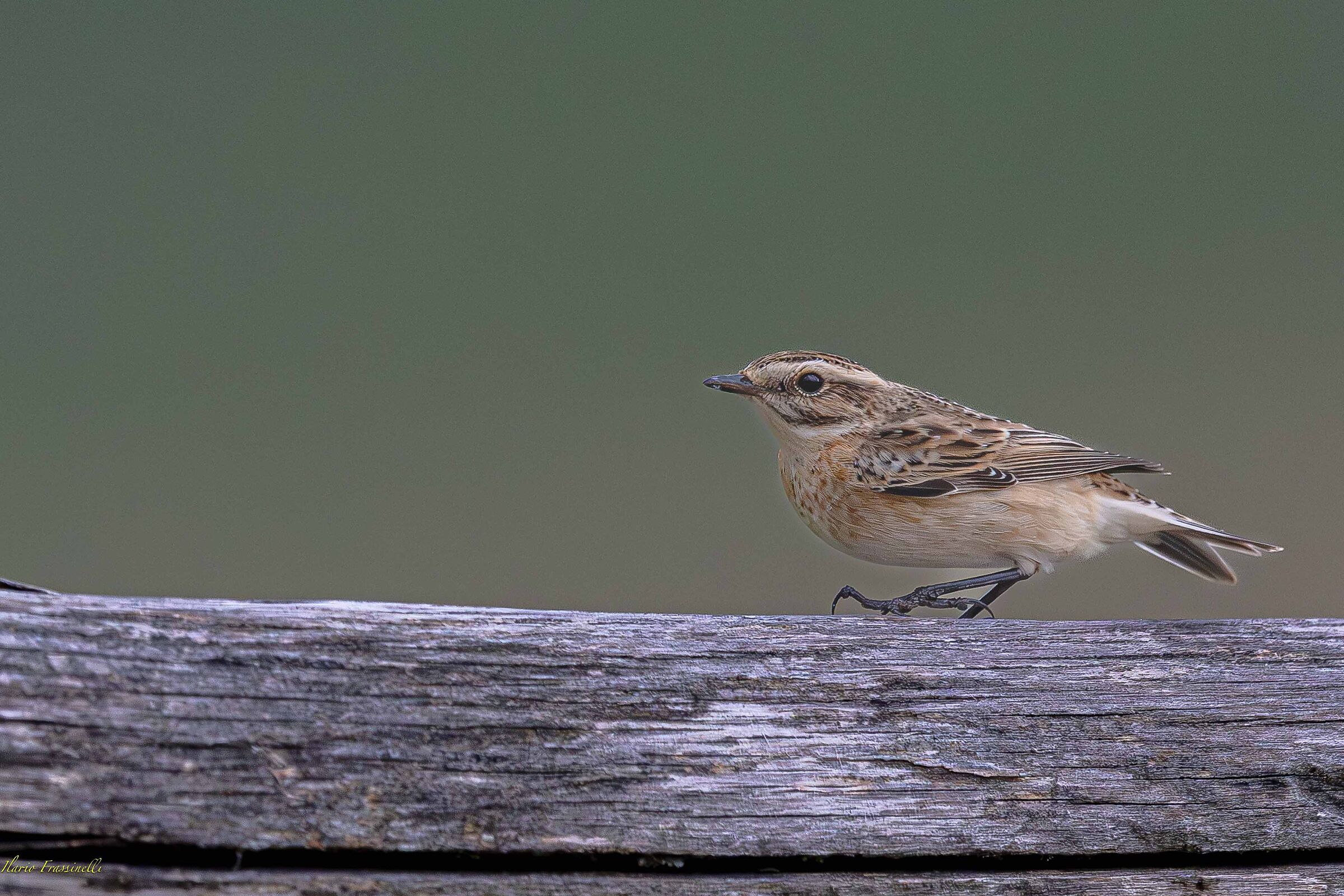 Whinchat