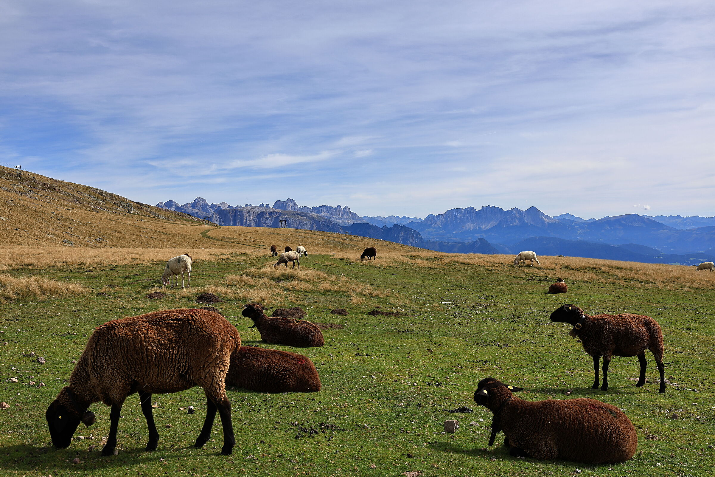 Sheep on the Rittner Horn