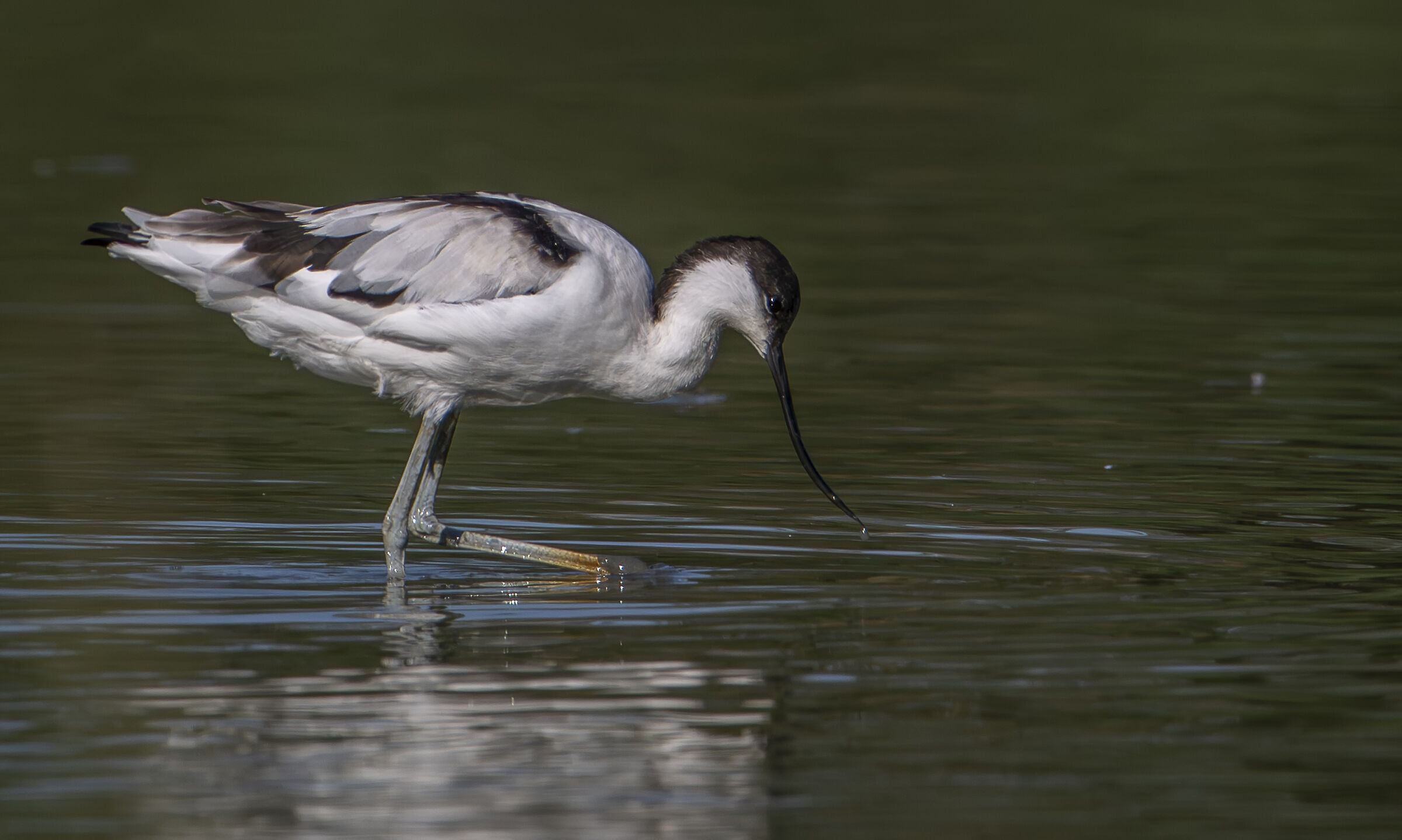 Avocet