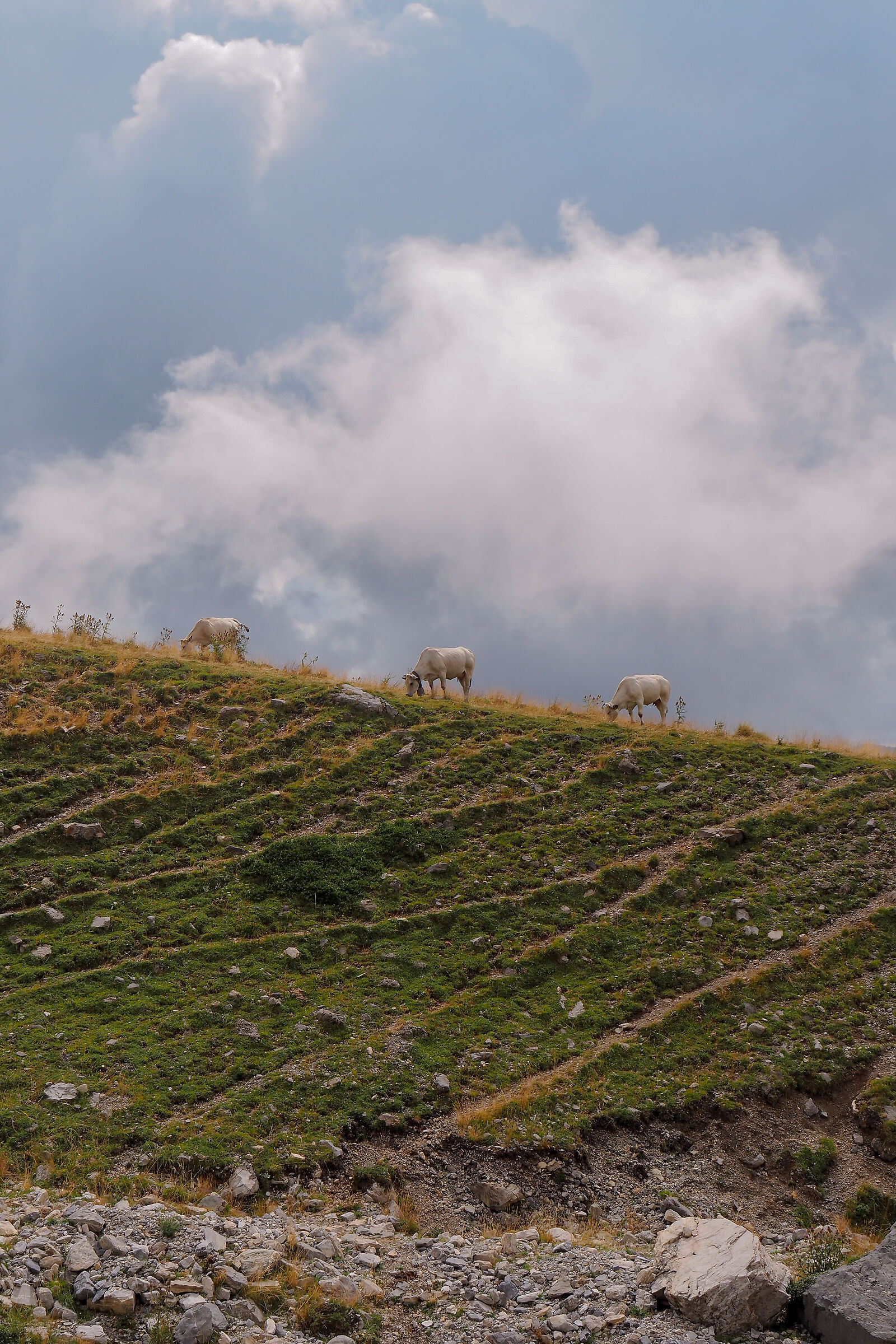 Grazing cows