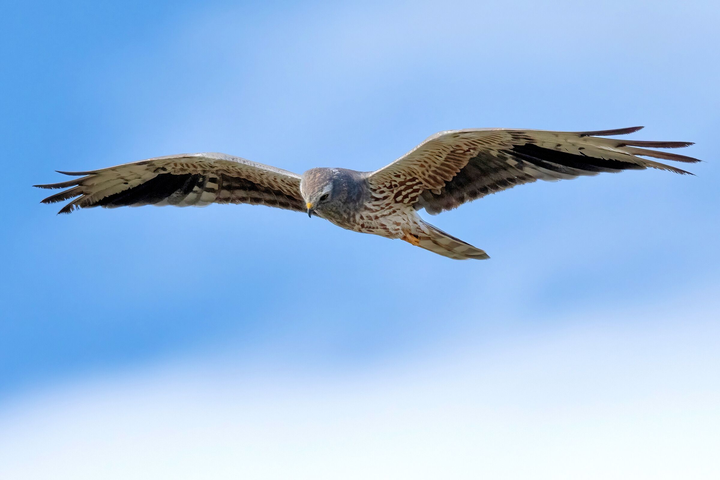 Montagu's Harrier (Circus pygargus) - immature male
