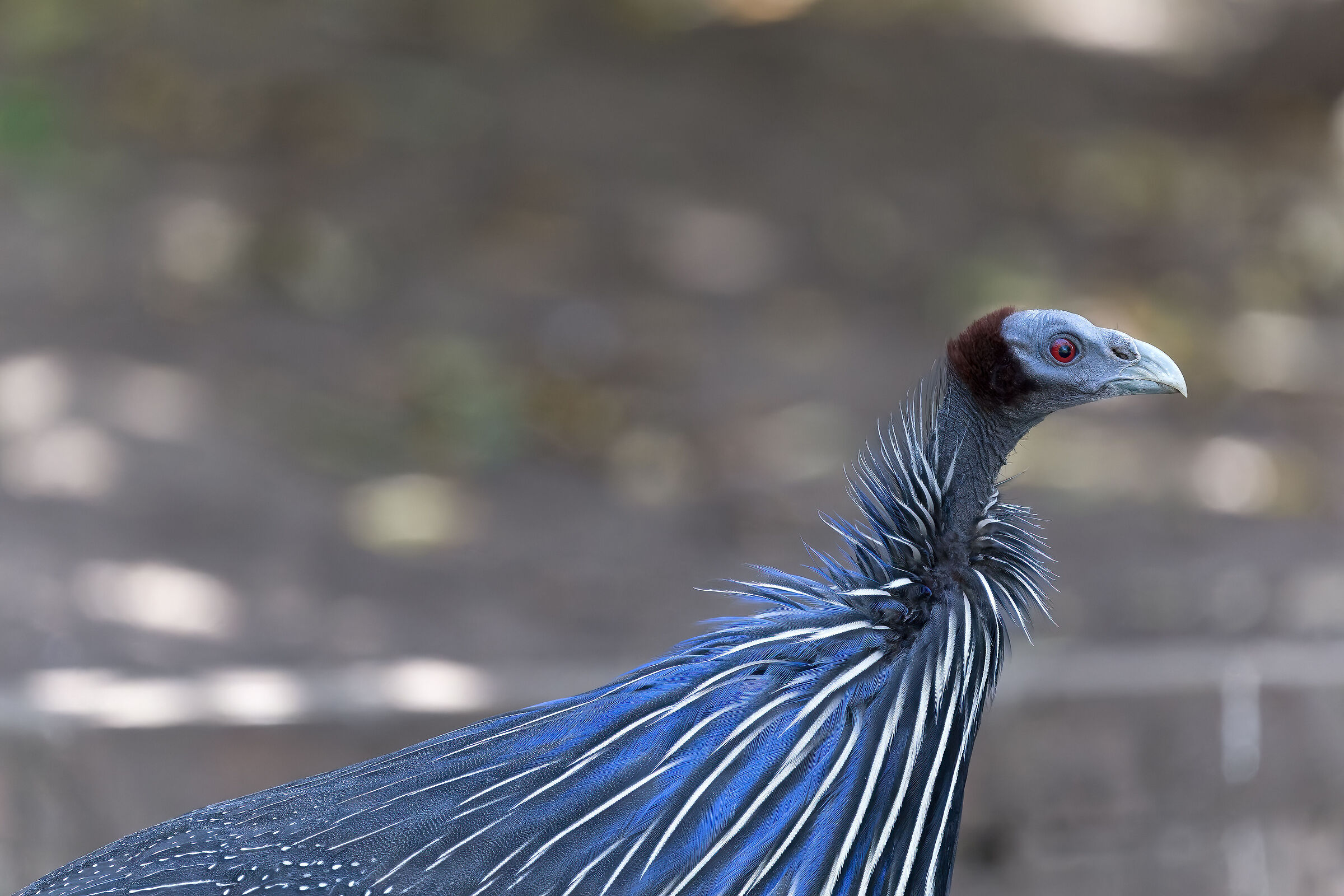 Guinea fowl vulturina - South Africa