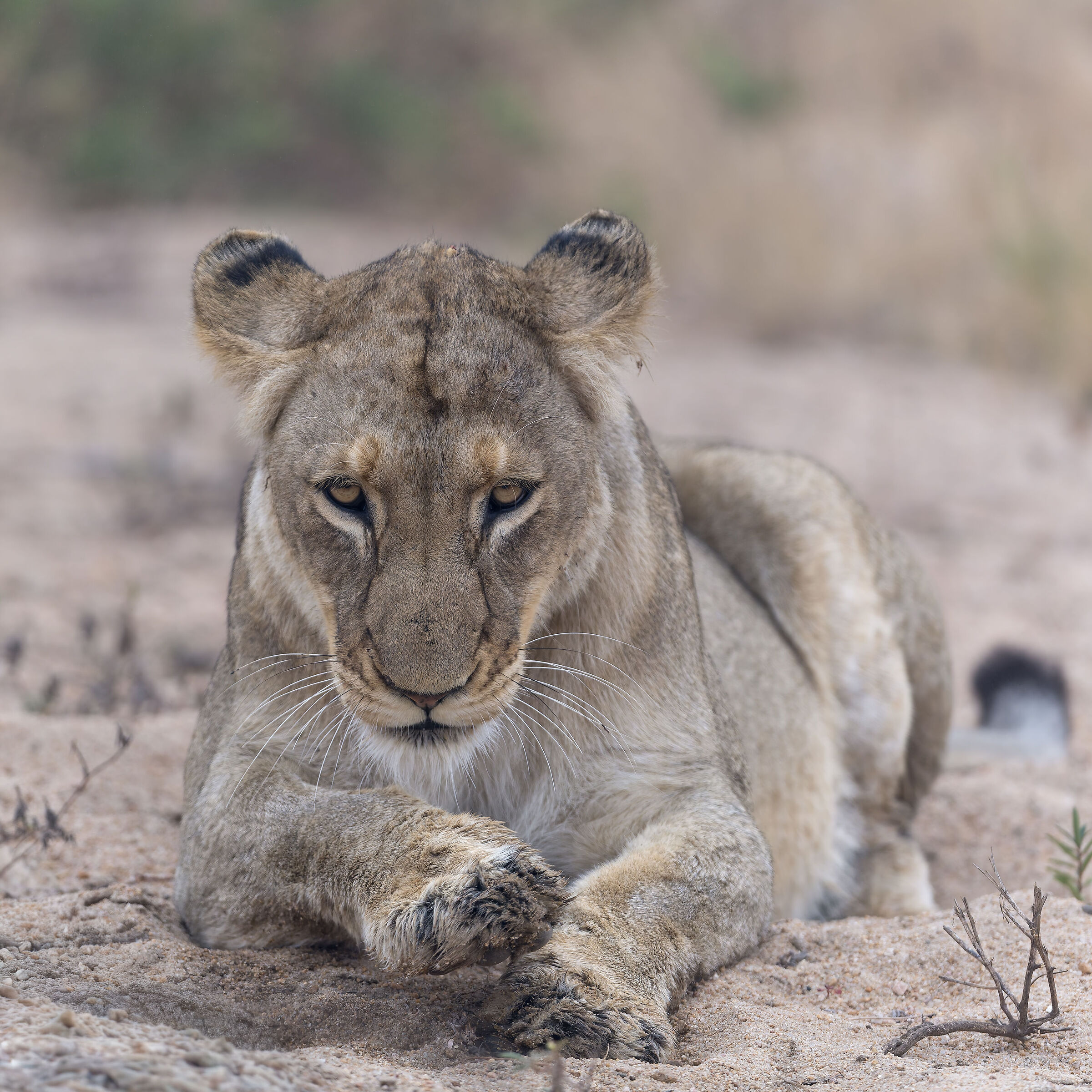 Lion - Kruger National park - South Africa