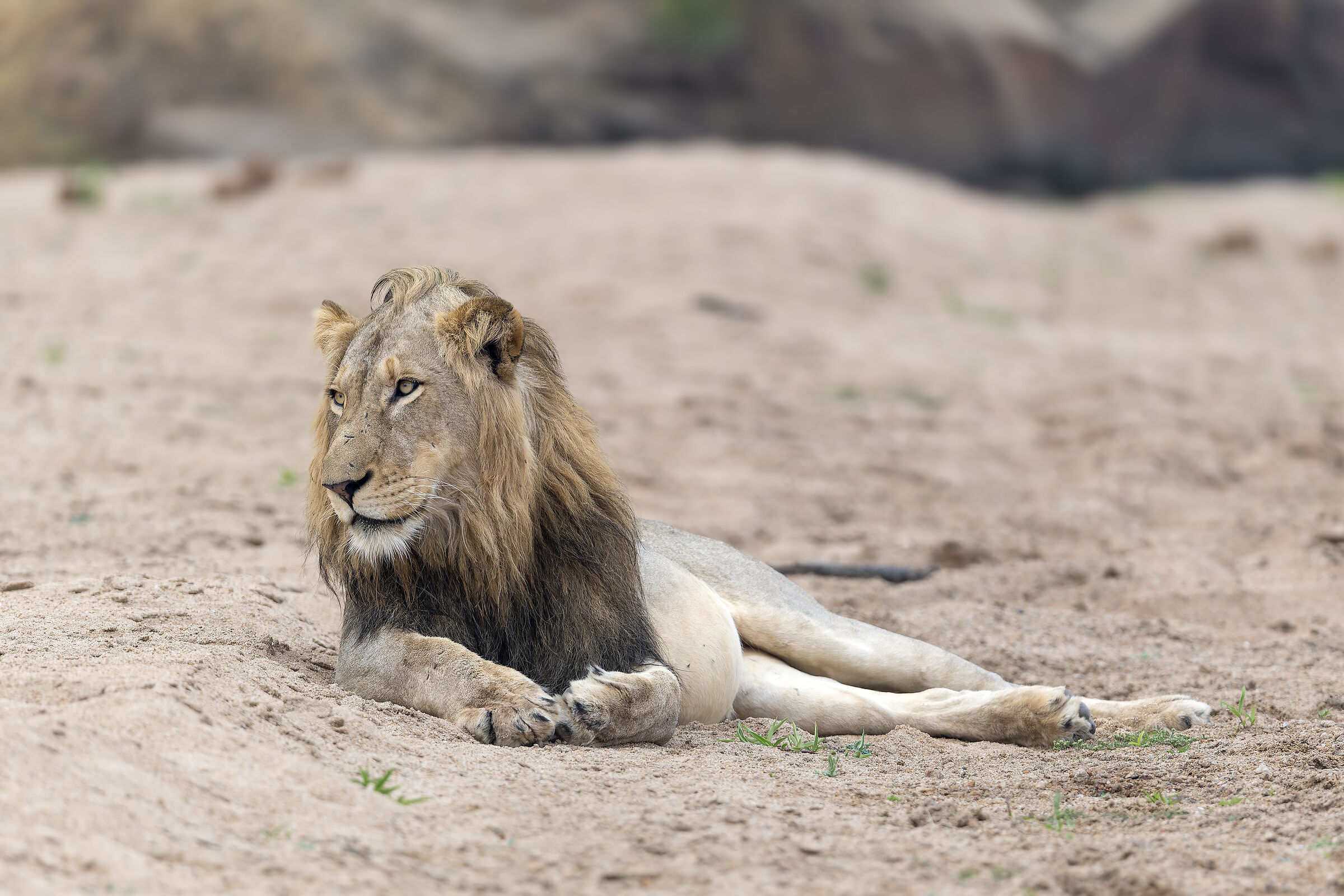 Lion - Kruger National park - South Africa