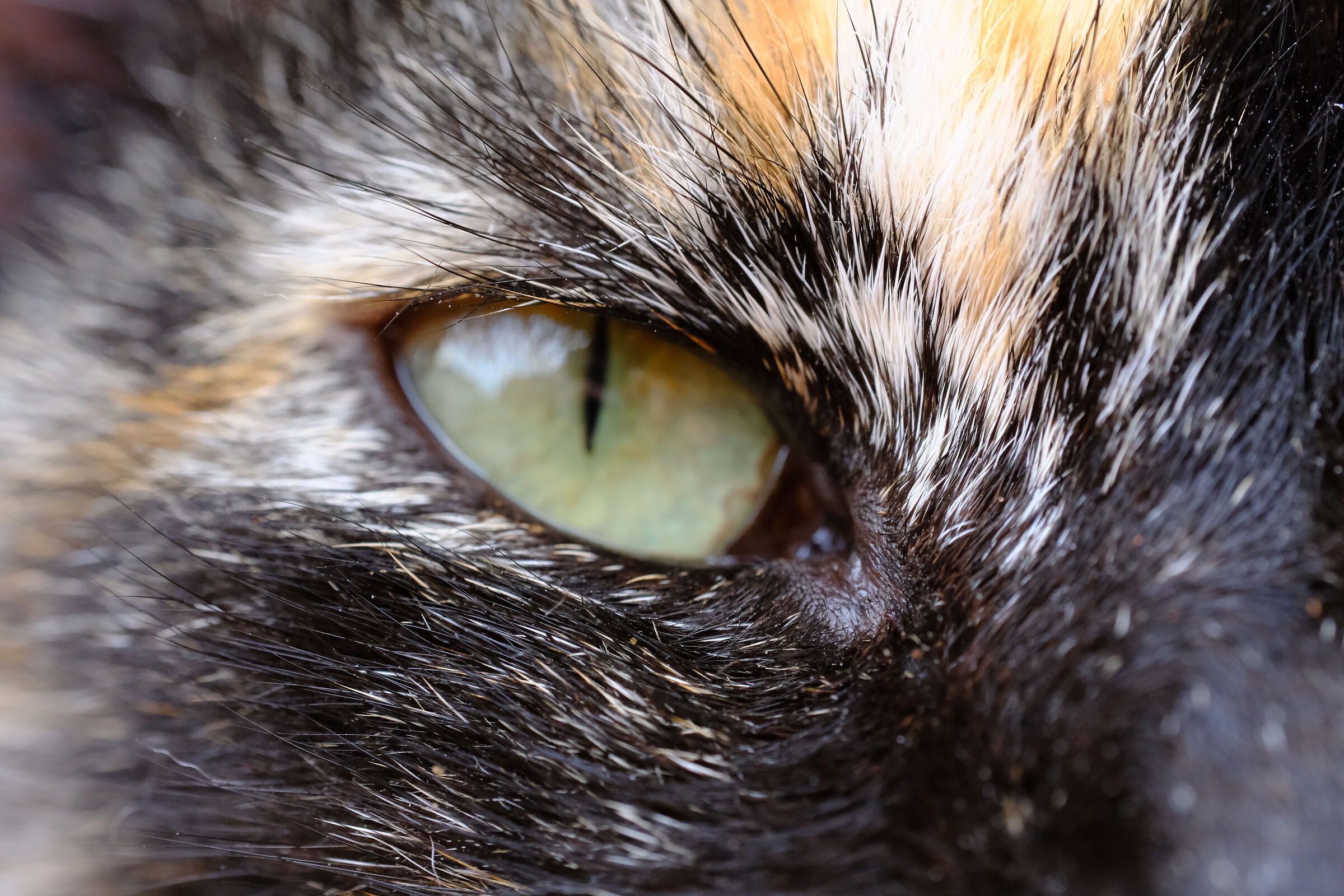 Cat's eye