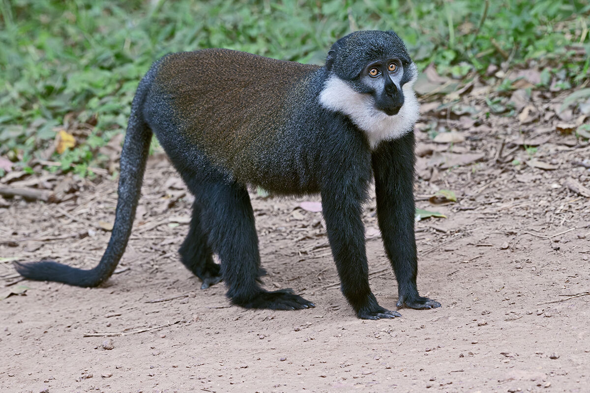 Cercopiteco barbuto