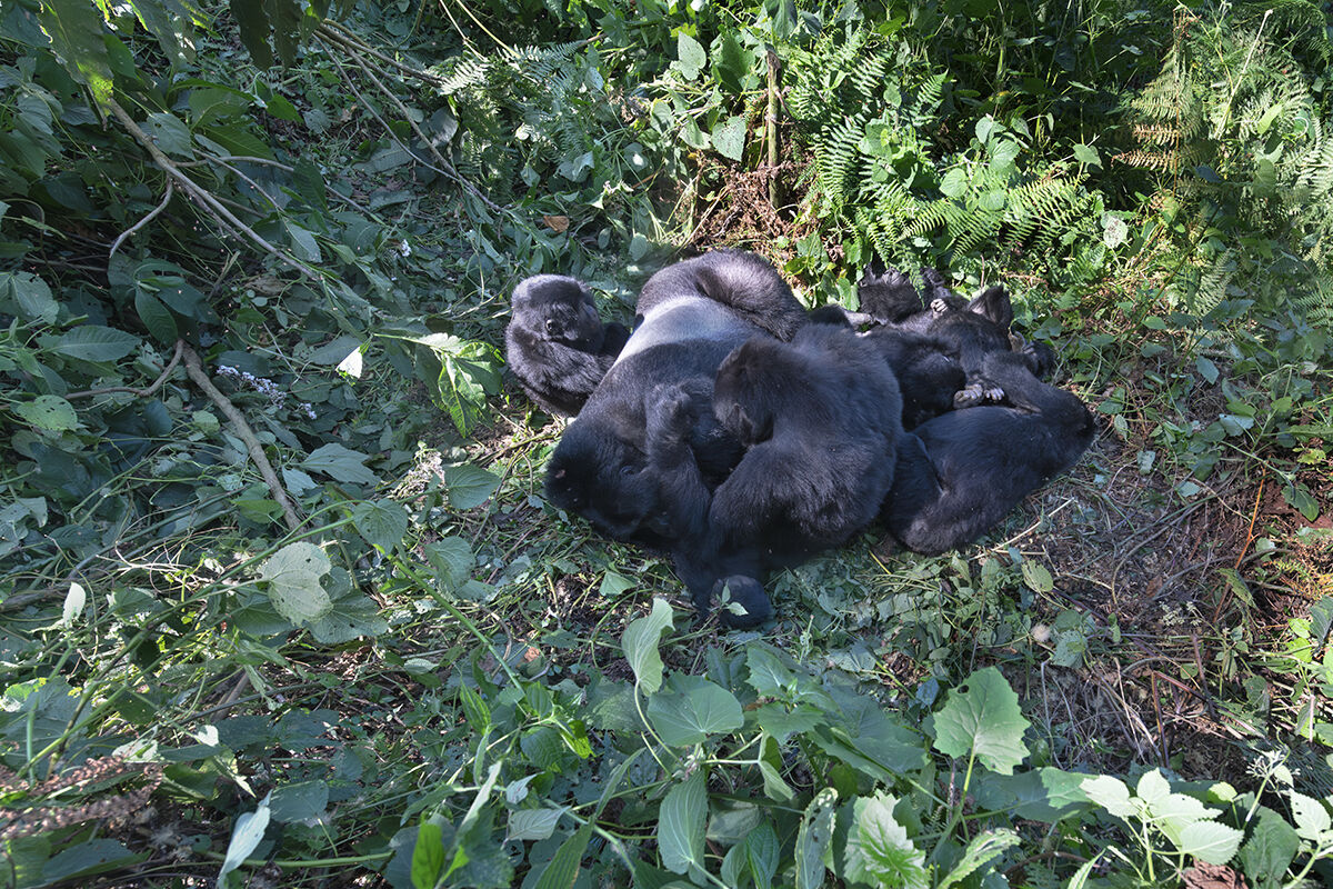 Gorilla di montagna