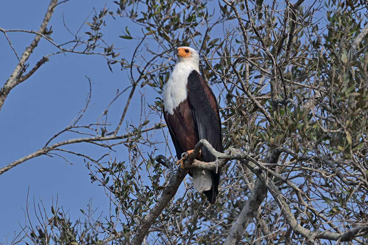 African Fish Eagle