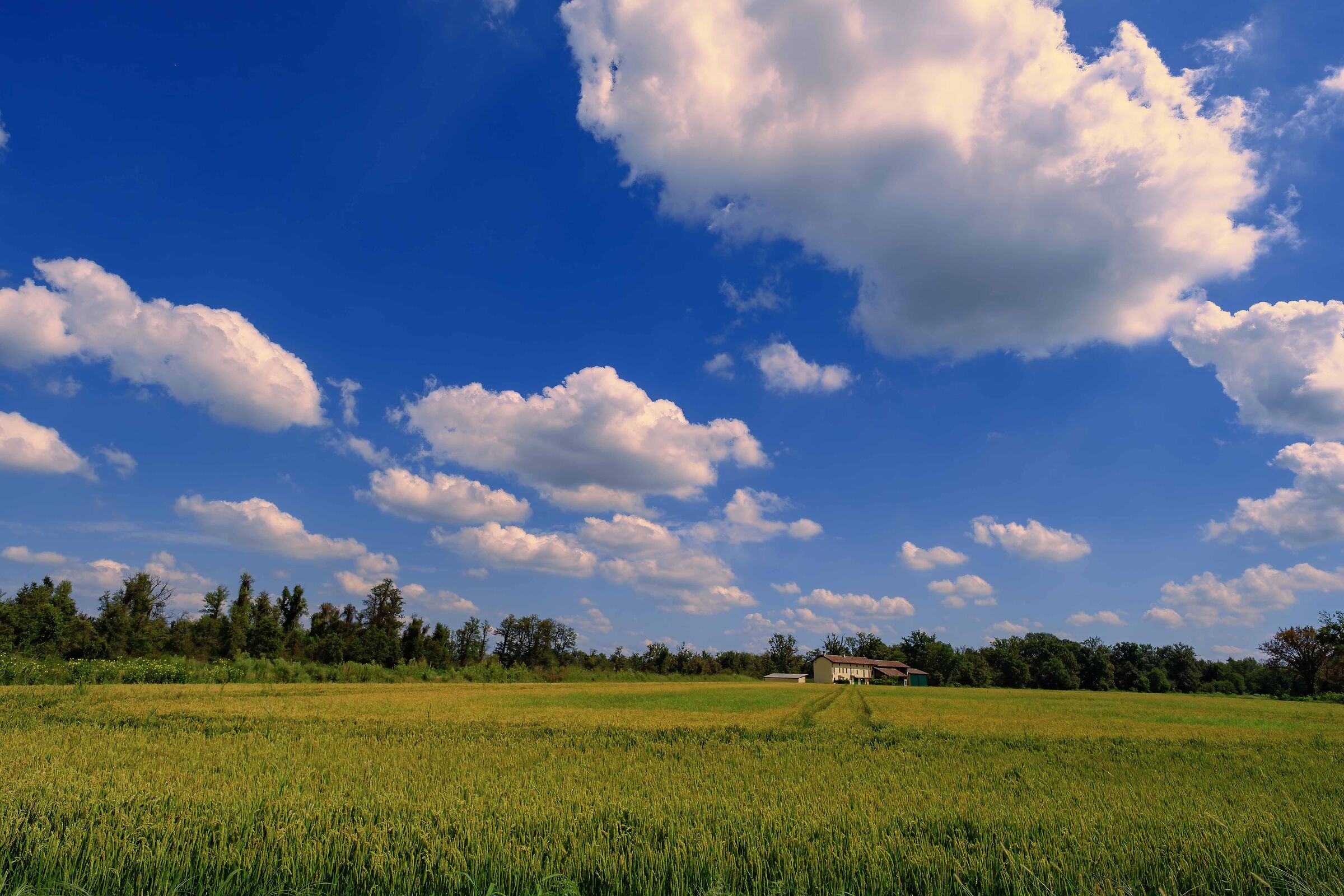 Rice and clouds
