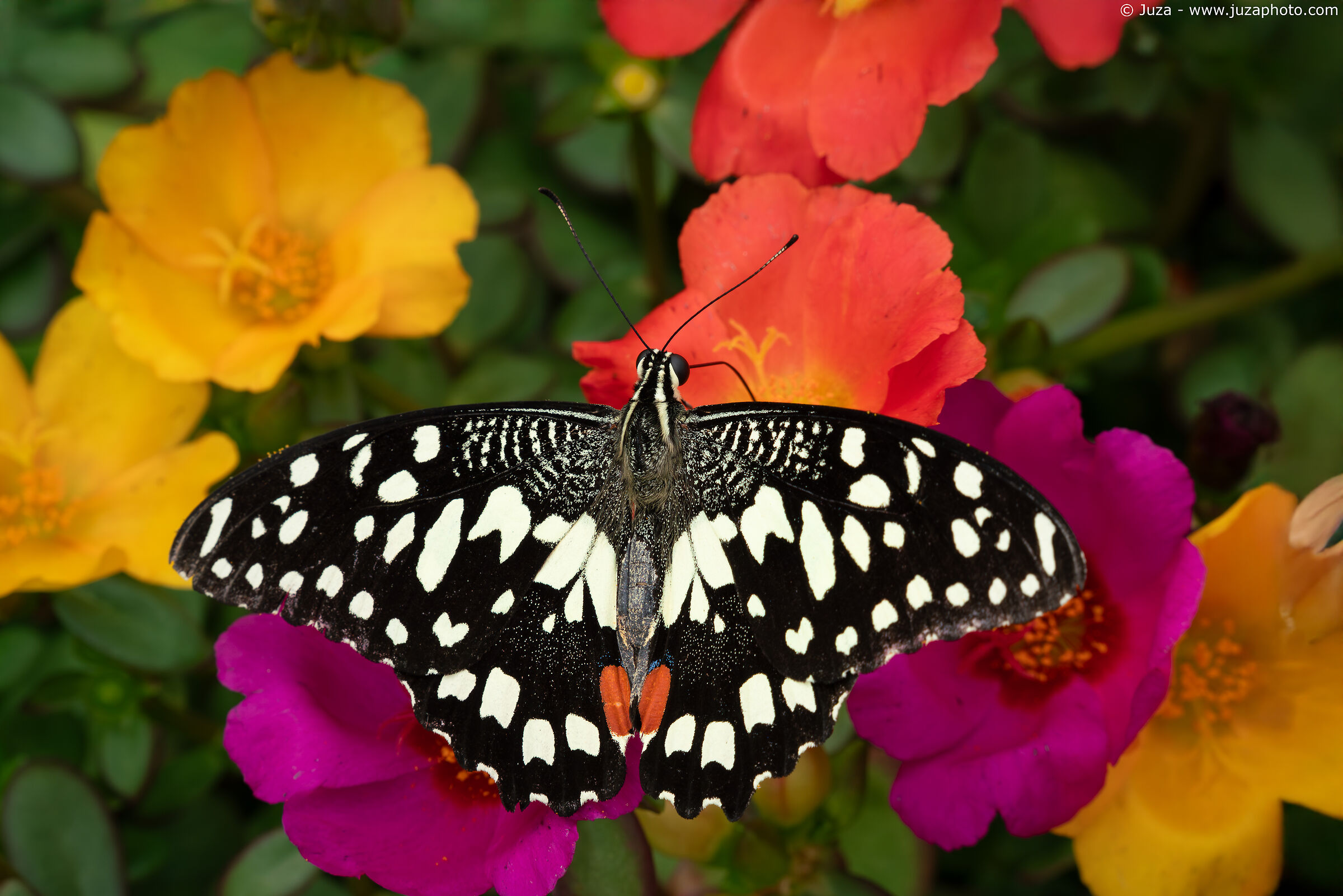 Papilio demodocus