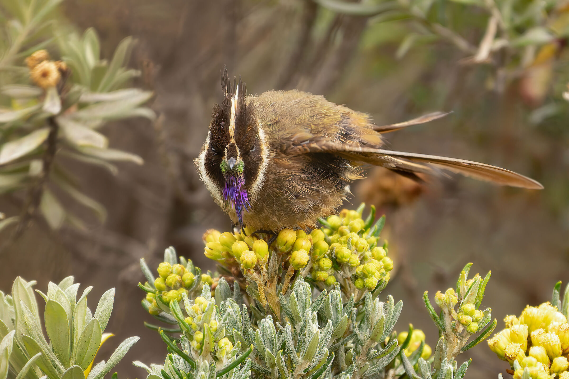 Buffy Helmetcrest