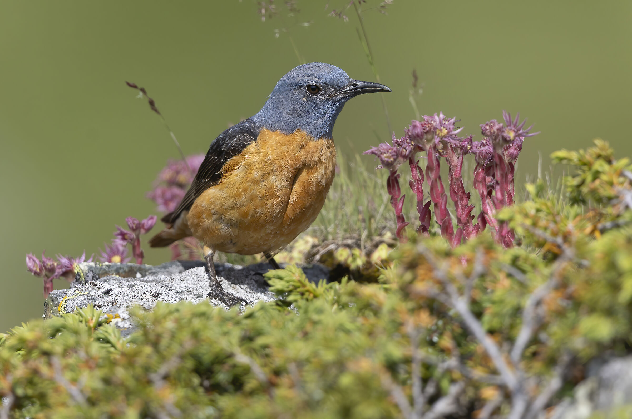 Redstart riot riot of colors, July 2025