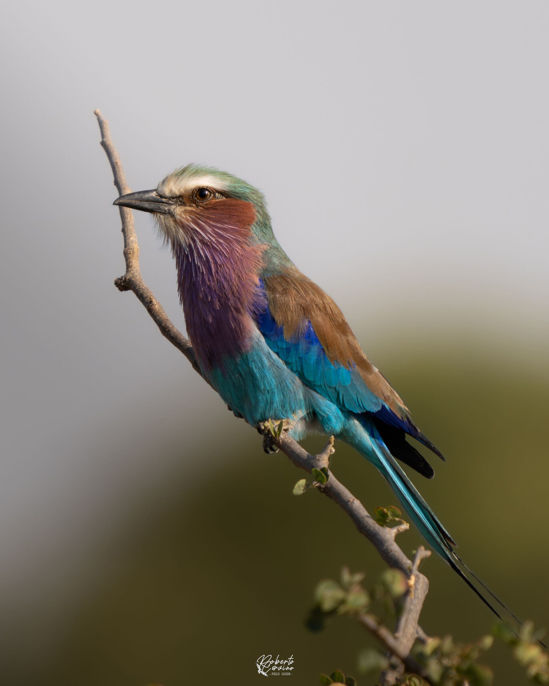 Lilac-breasted roller