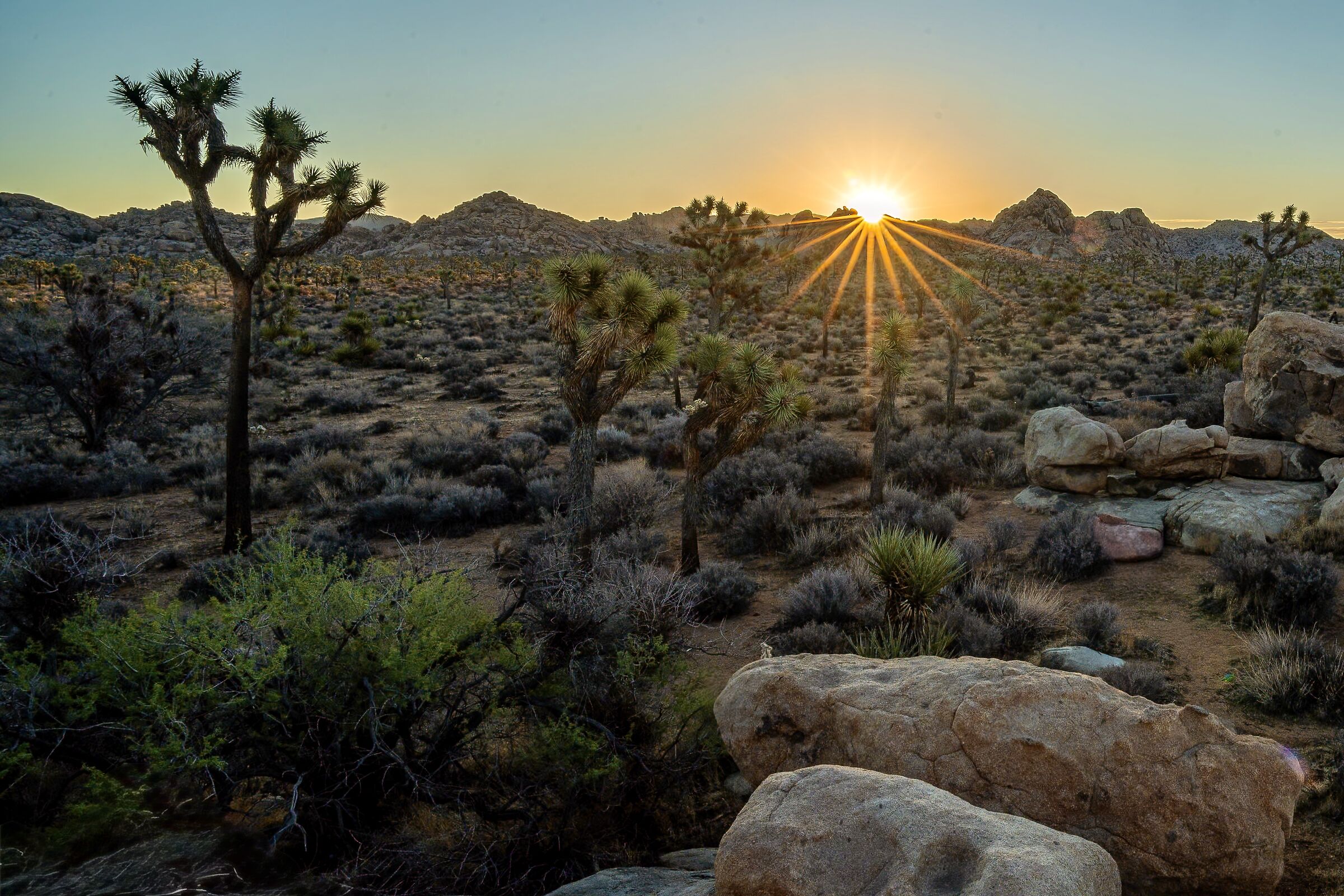 Joshua Tree sun rise