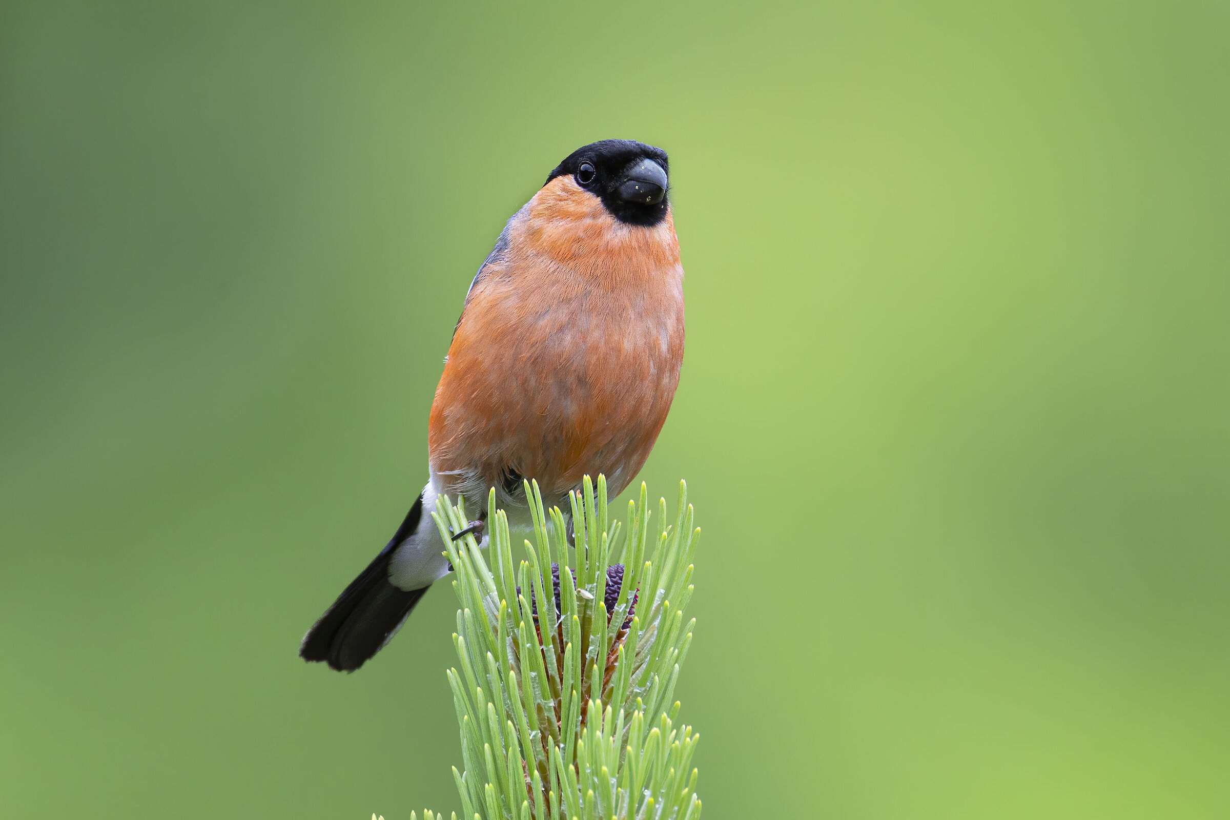 The Male Bullfinch, July 2025