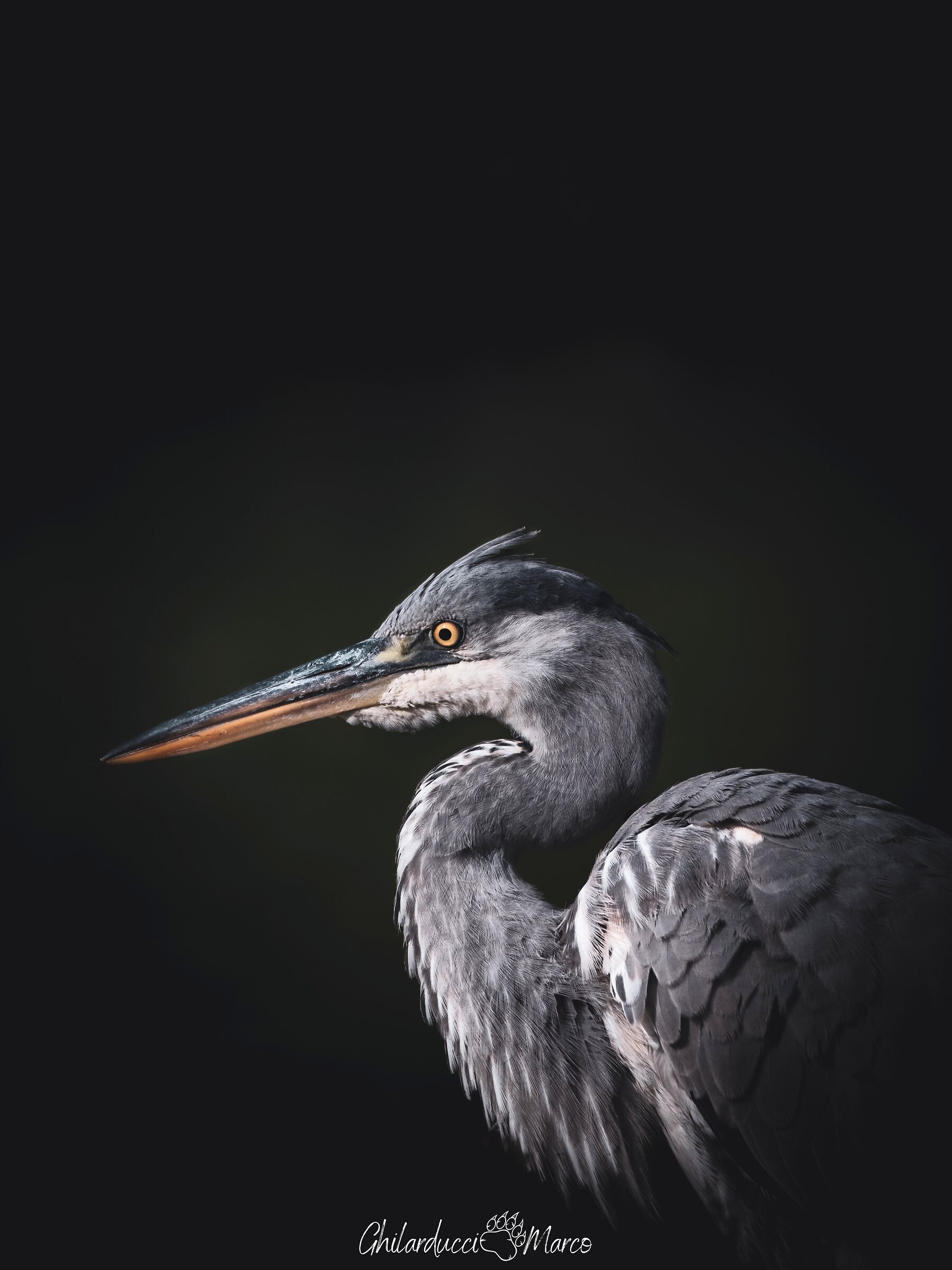 Portrait of the Grey Heron