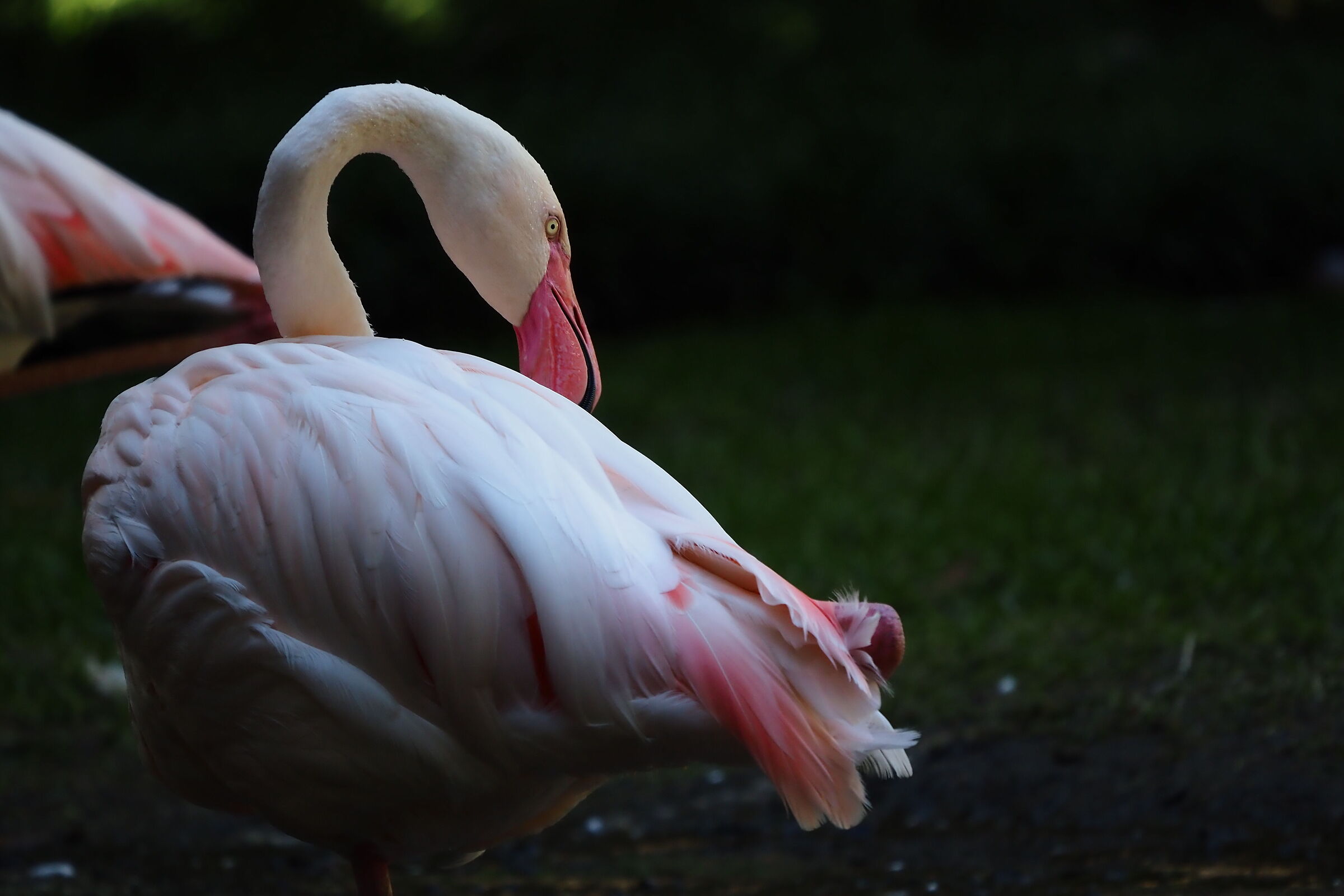 I Fenicotteri di Villa Invernizzi