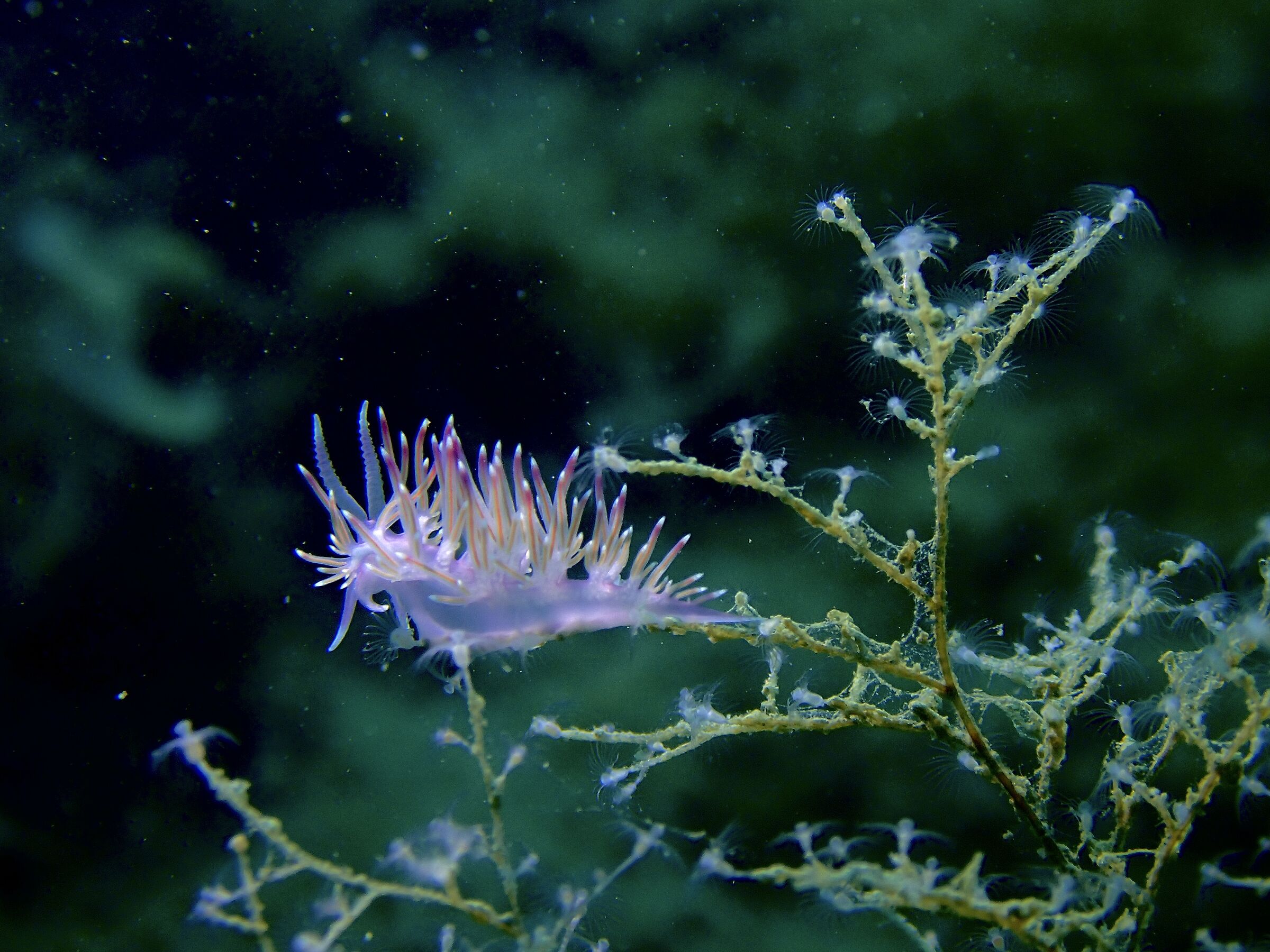 Flabellina affinis