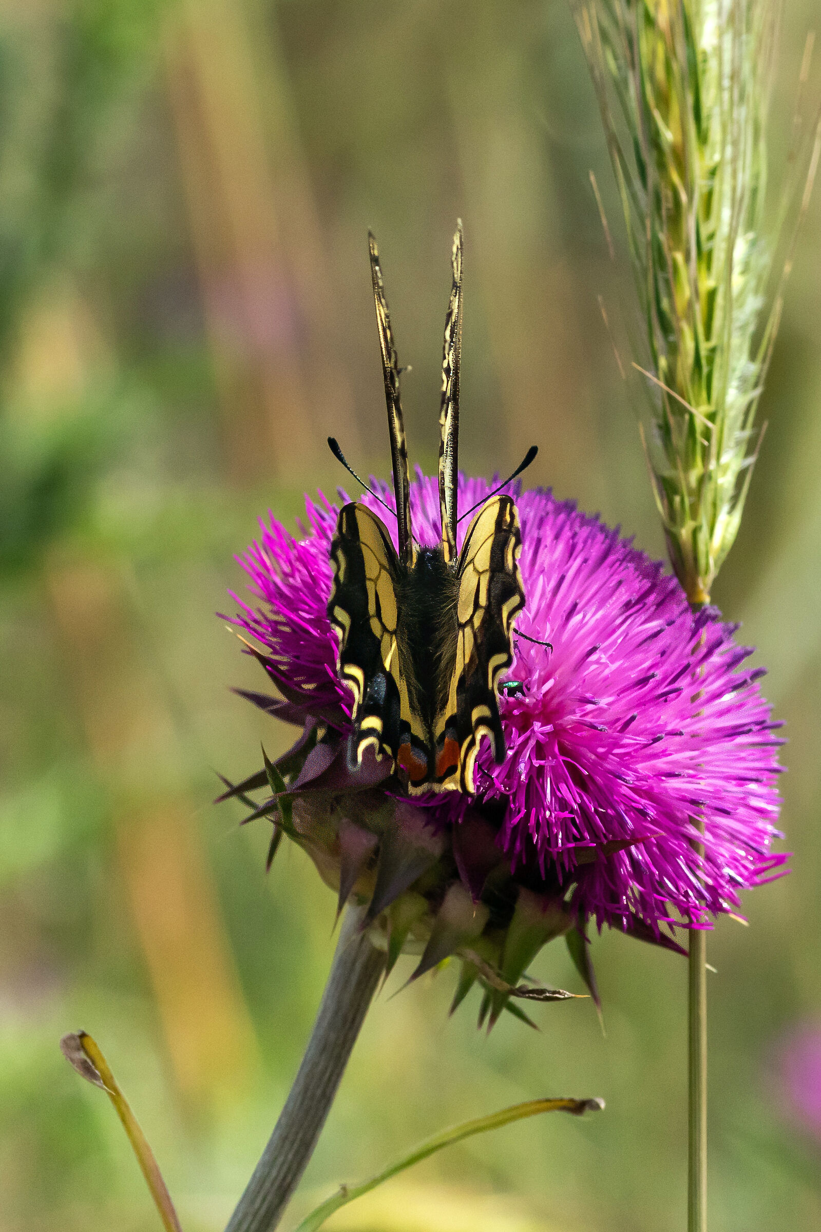 Swallowtail... (3 photos)