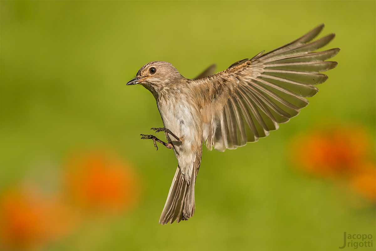 Pigliamosche in arrivo
