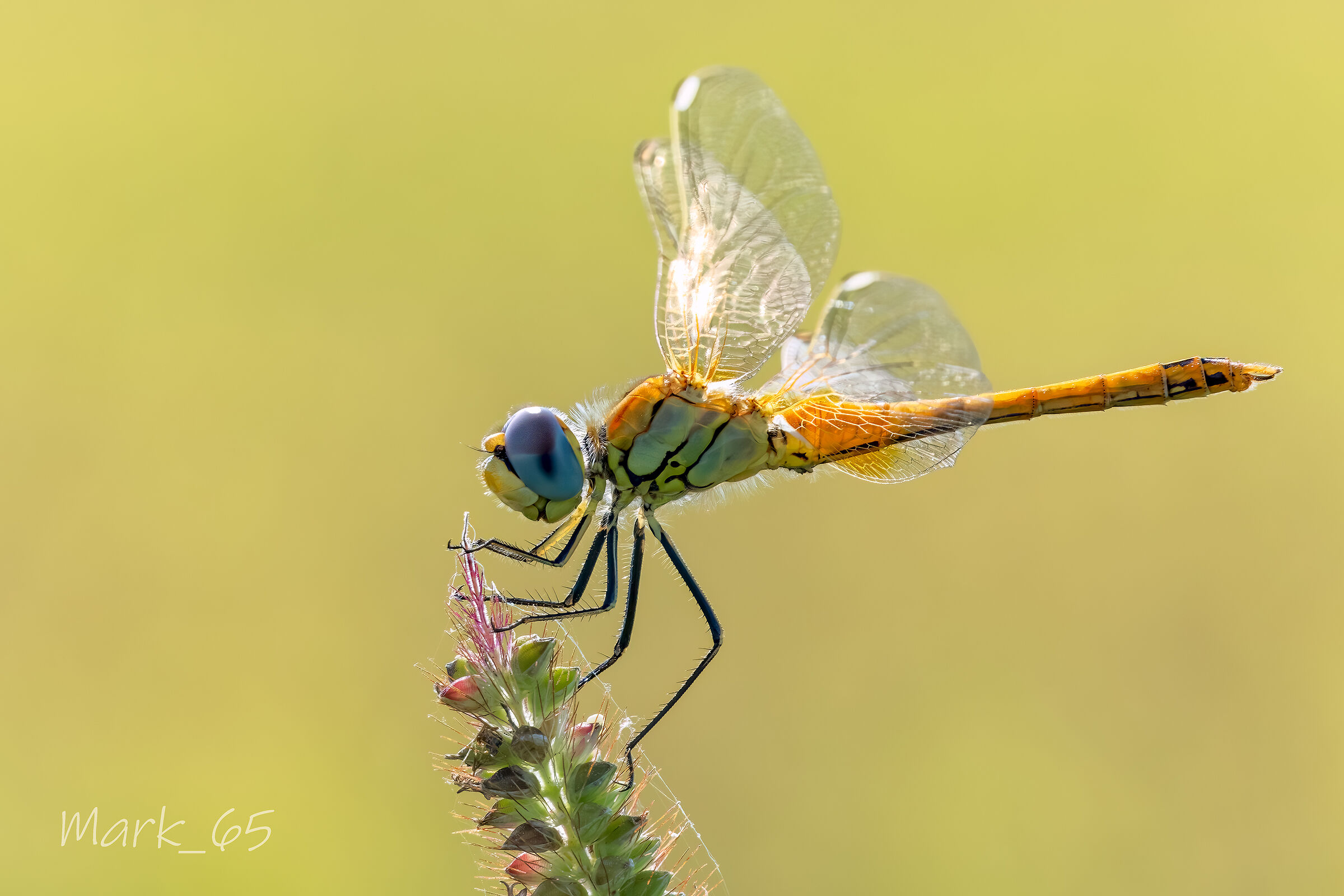 Sympetrum fonscolombii f.