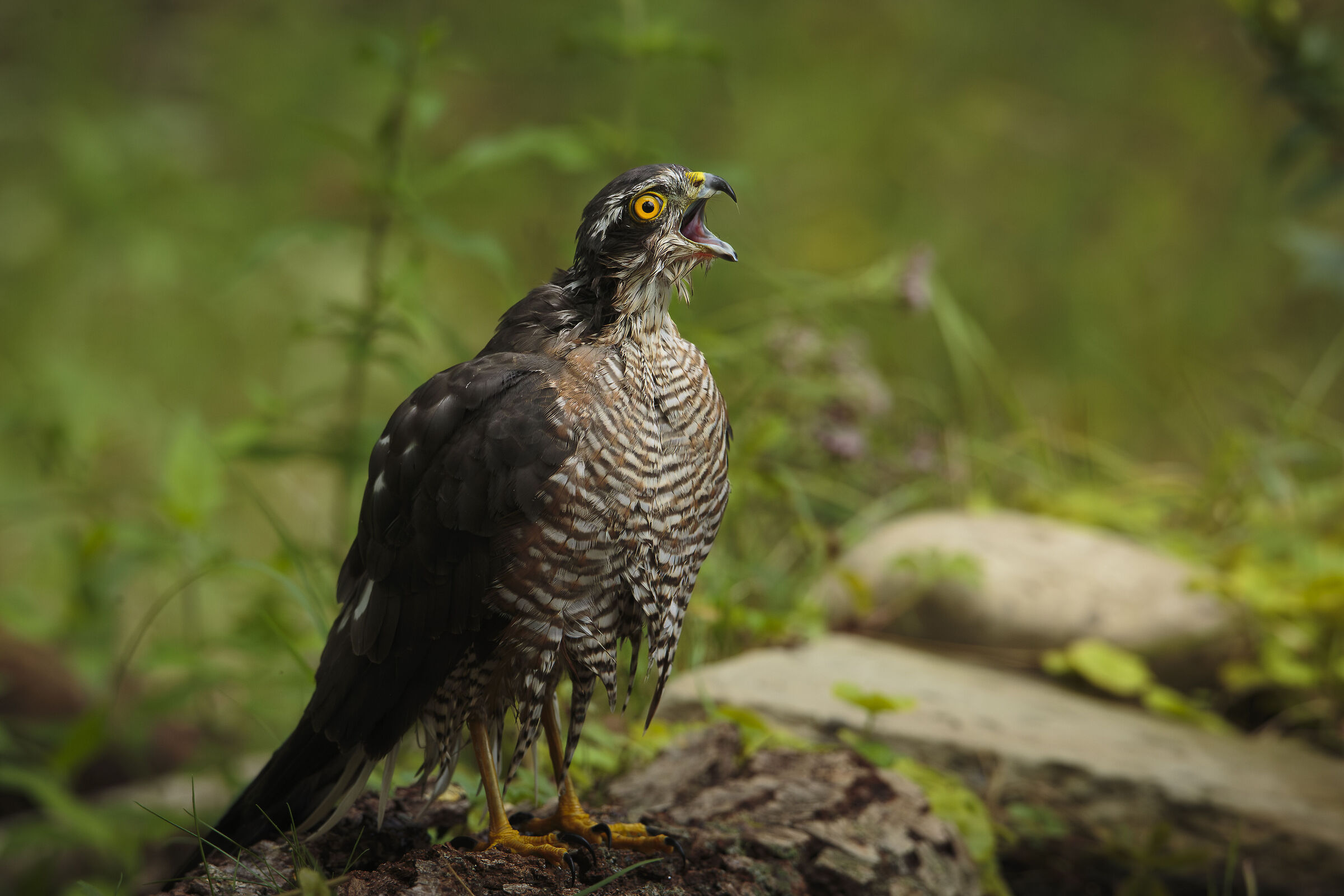 The scream of the Sparrowhawk