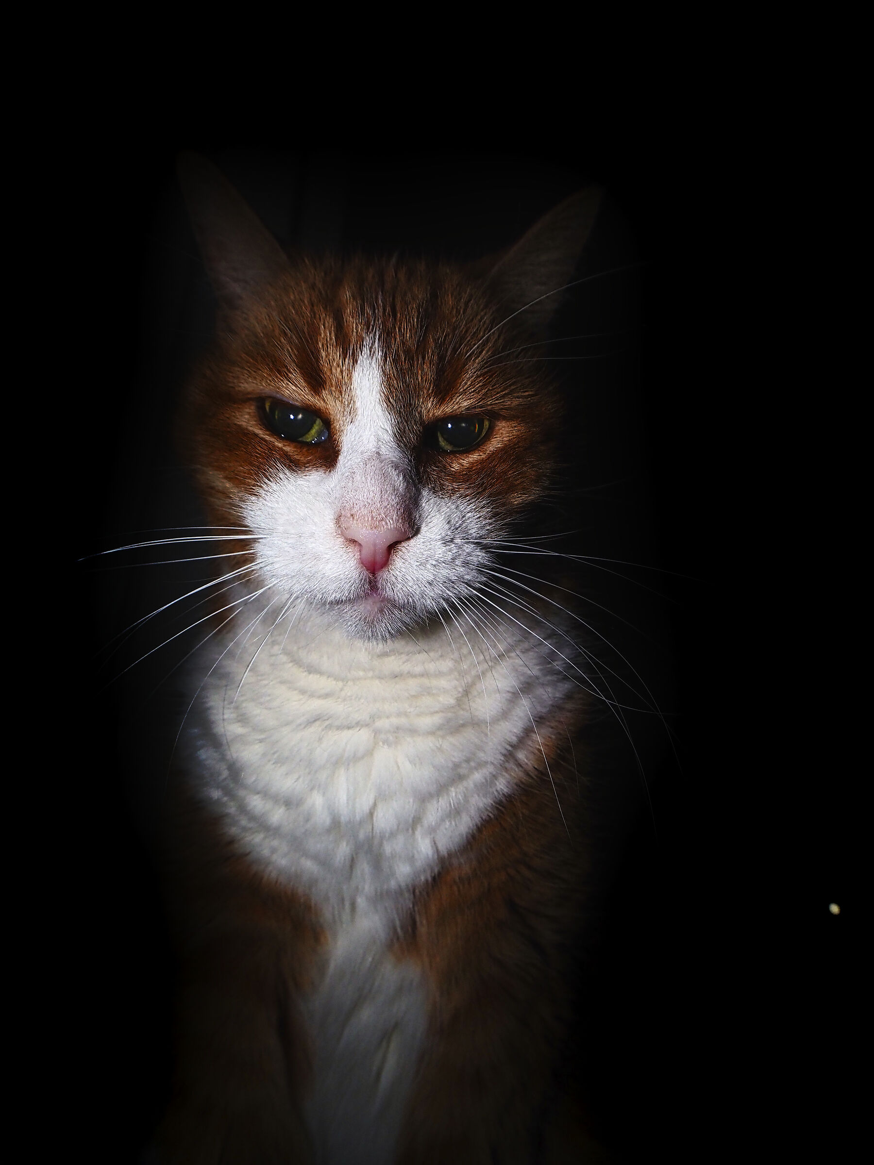 Un anziano di 17 anni