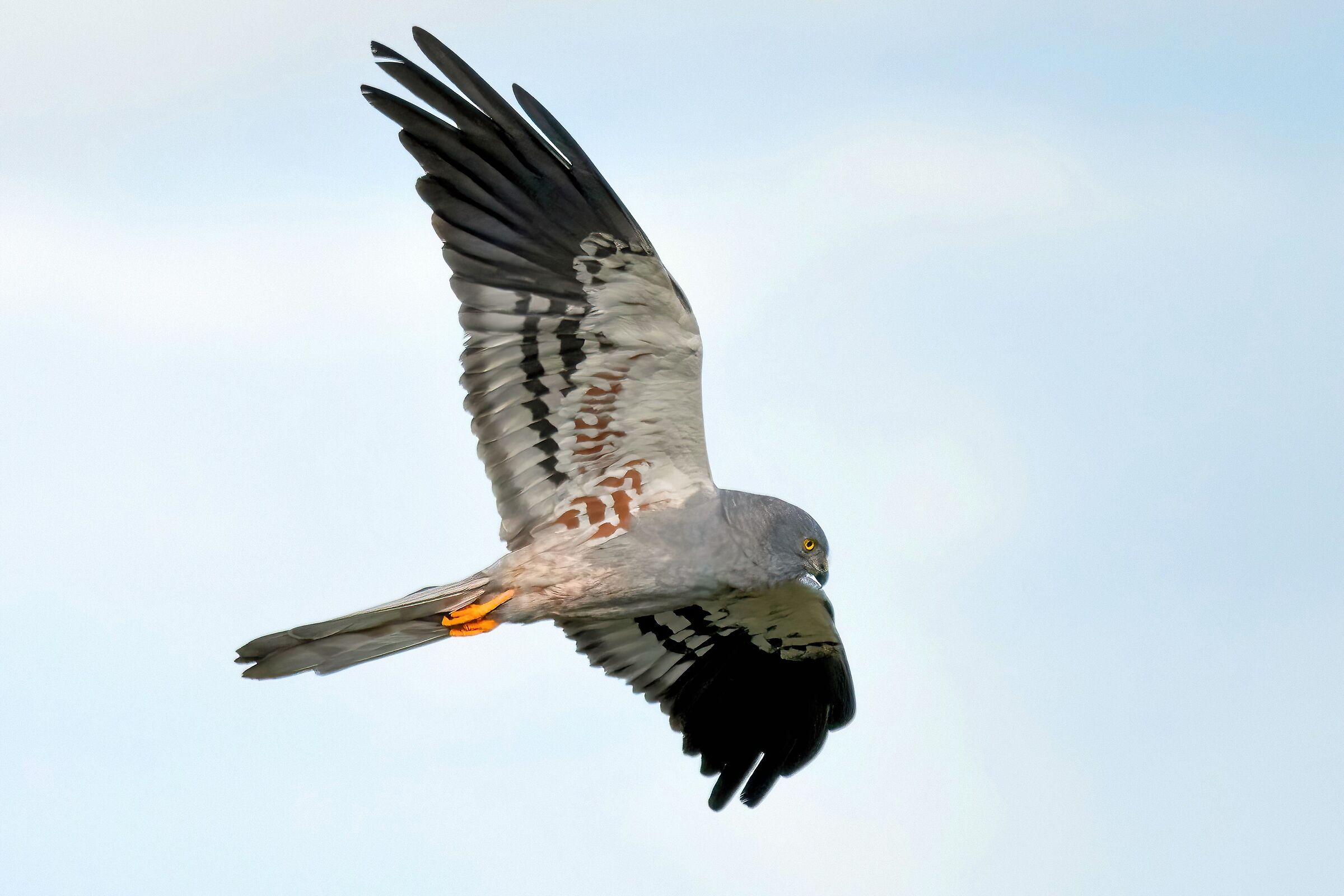 Montagu's Harrier (Circus pygargus) - male