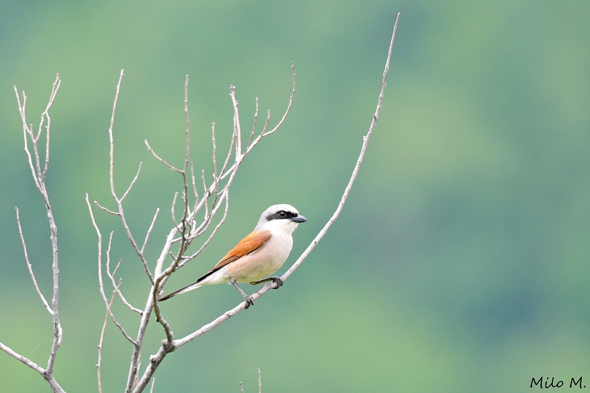 Averla Piccola maschio