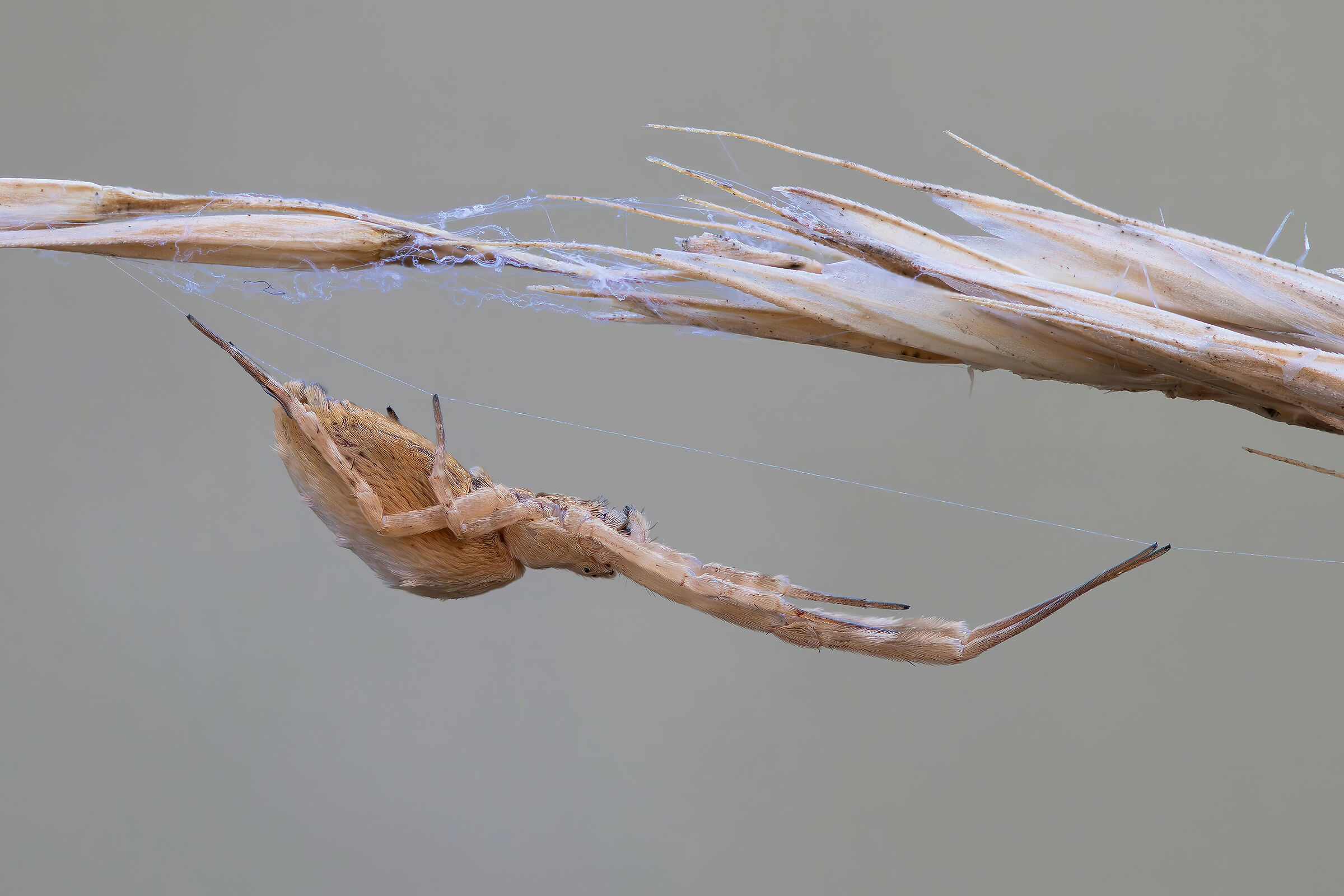 Uloborus walckenaerius