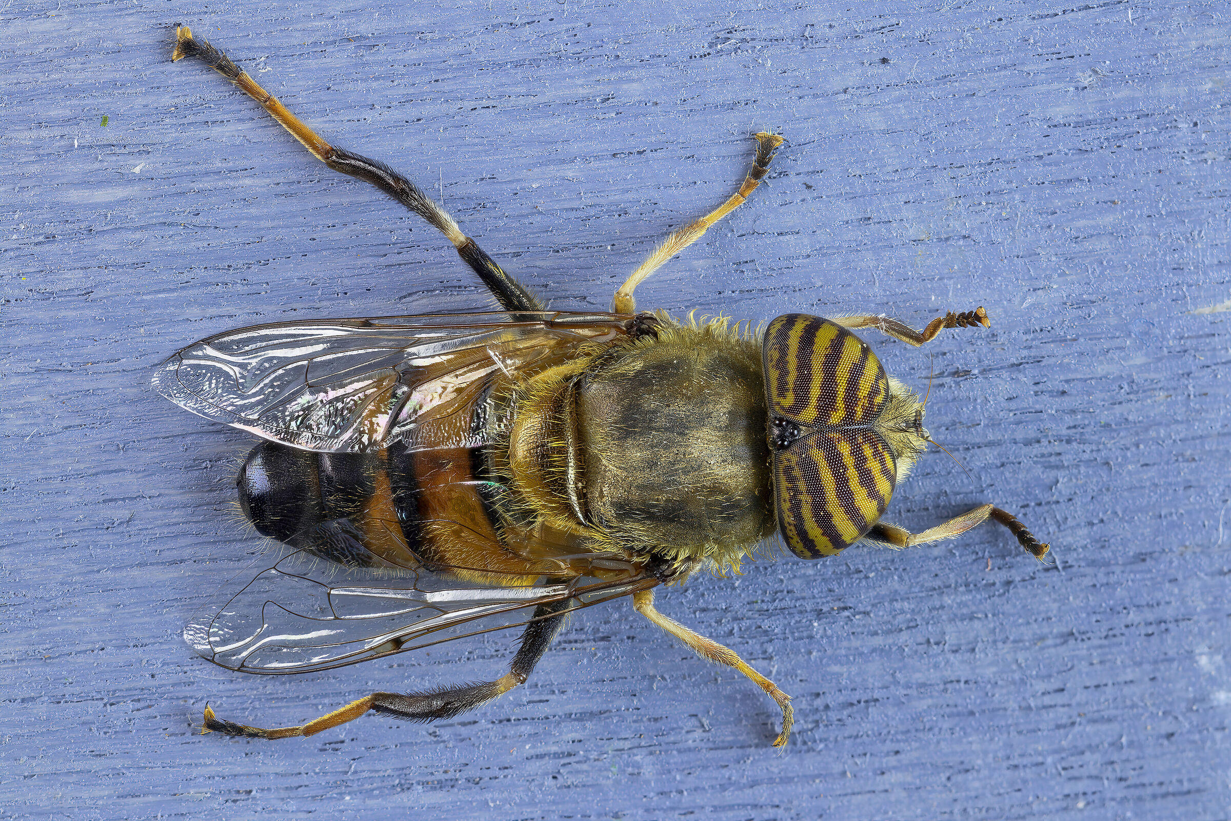 Eristalinus taeniops