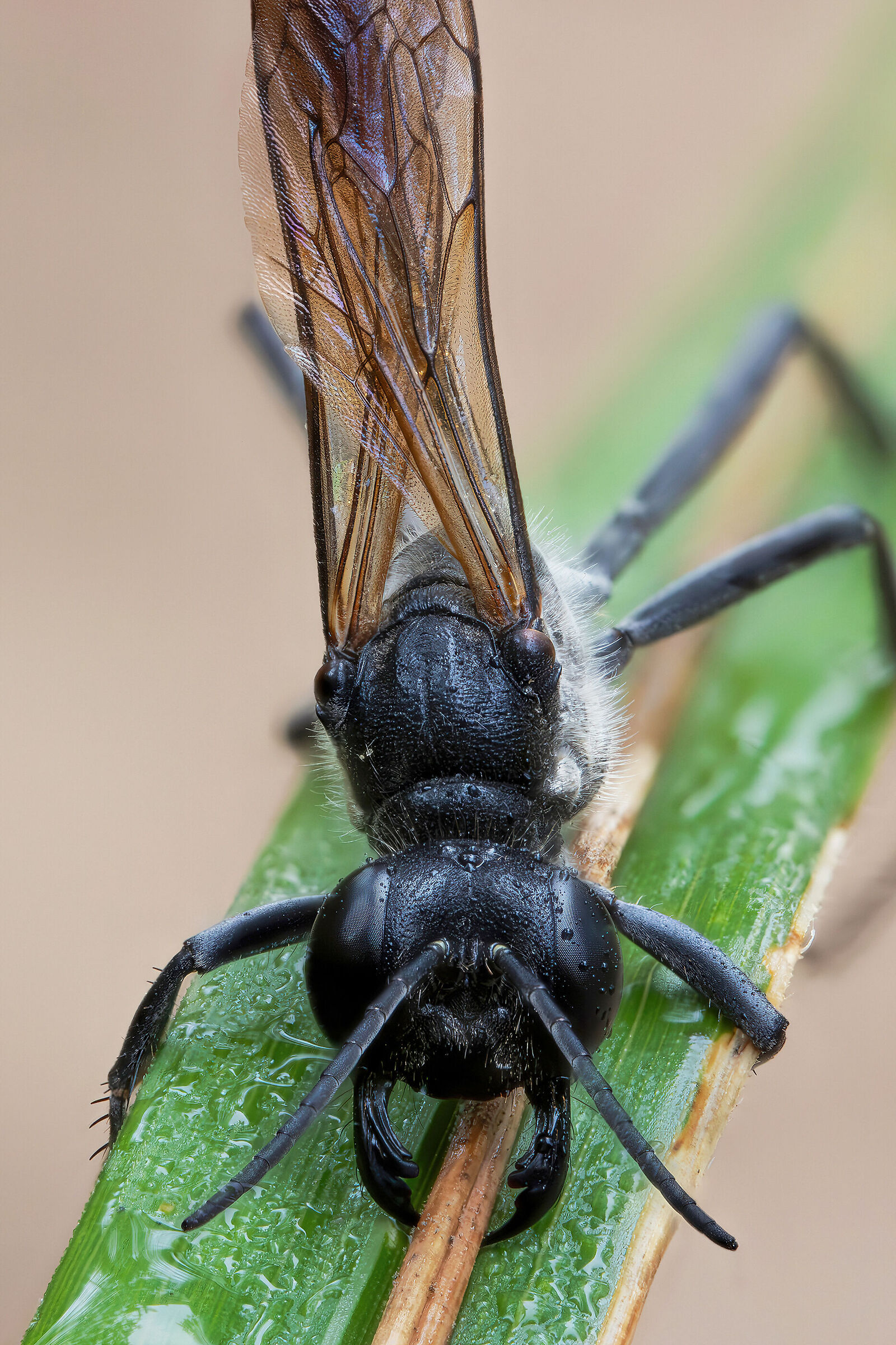 Ammophila sp.
